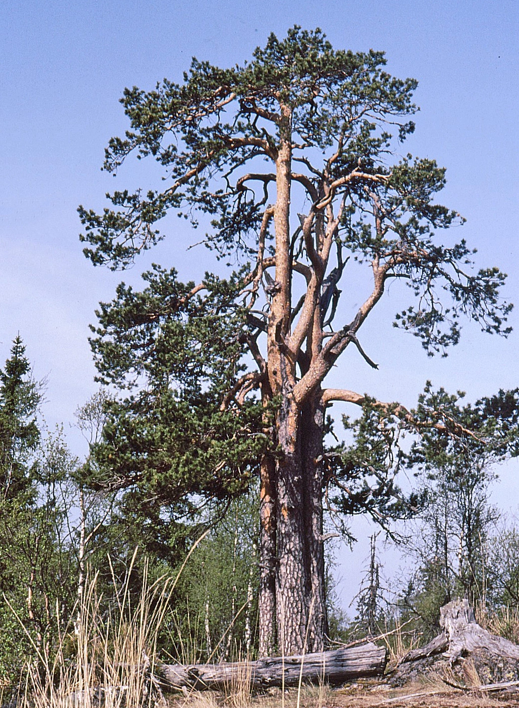 : Pinus sylvestris sylvestris.