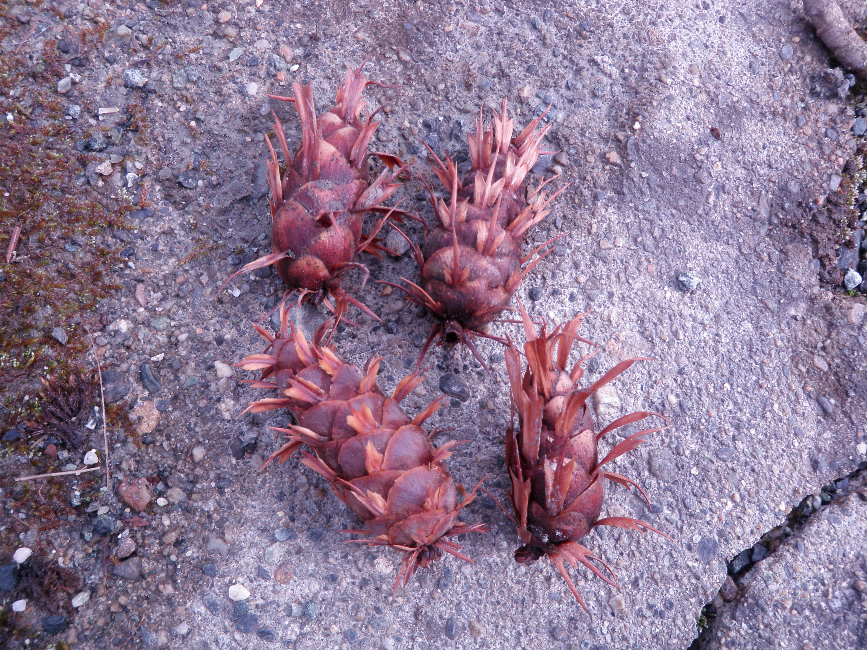 : Pseudotsuga menziesii glauca.