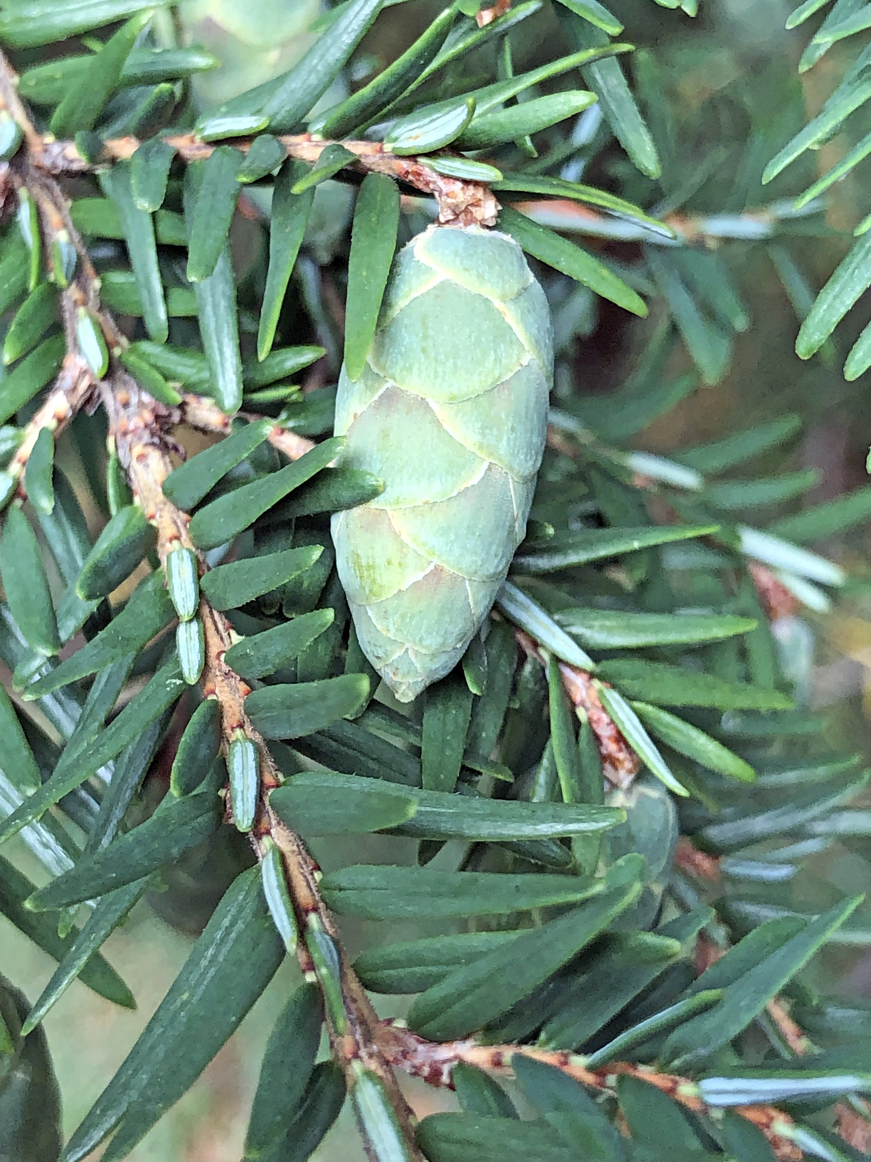 : Tsuga canadensis.