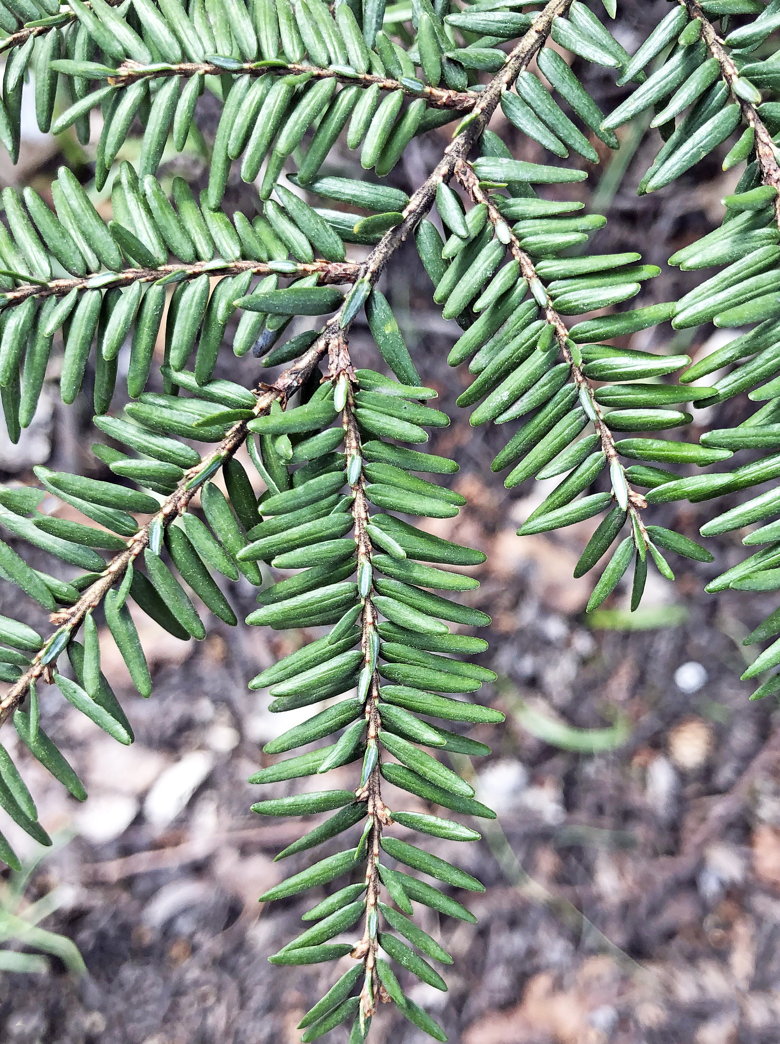 : Tsuga canadensis.