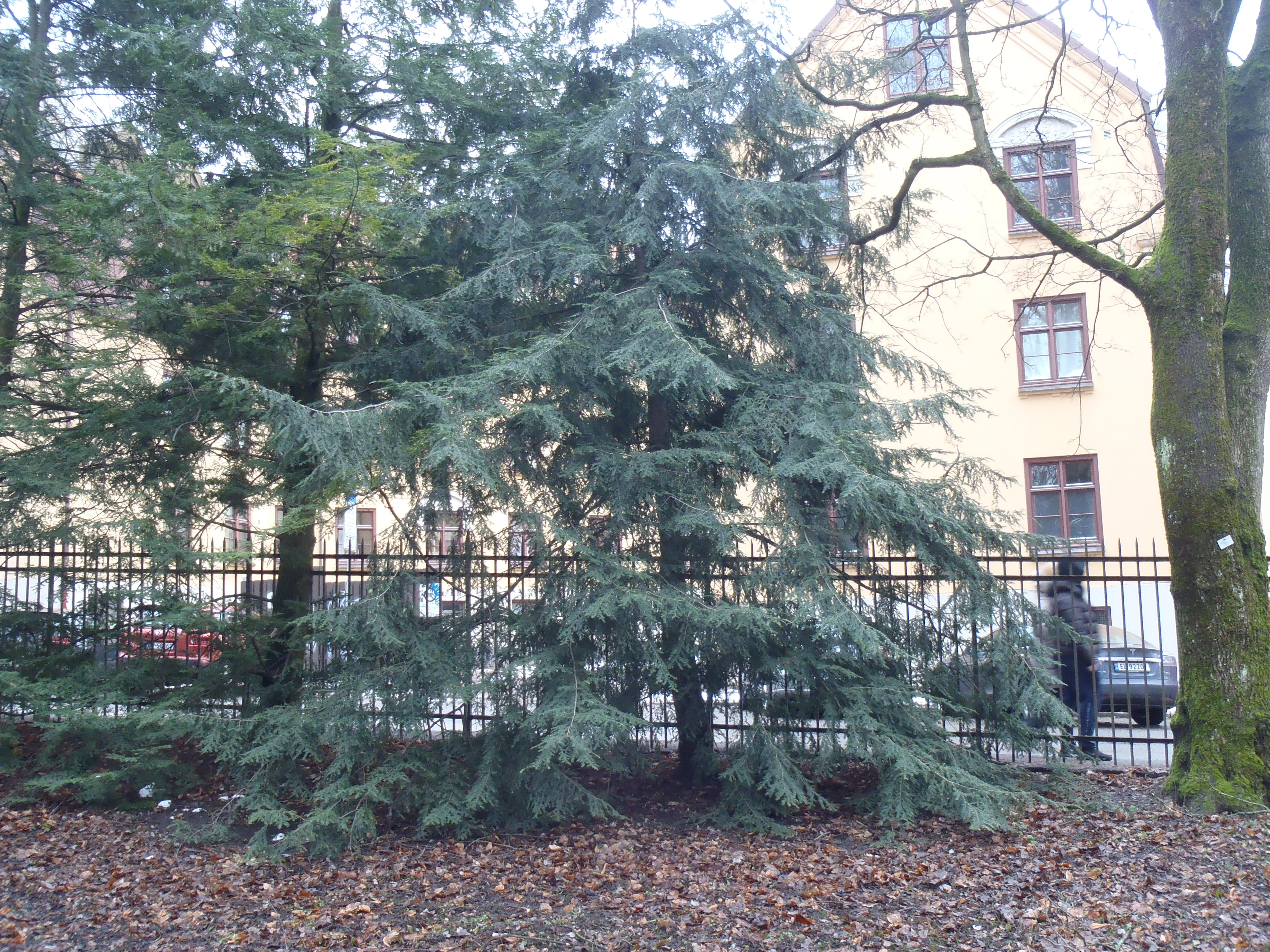 : Tsuga canadensis.