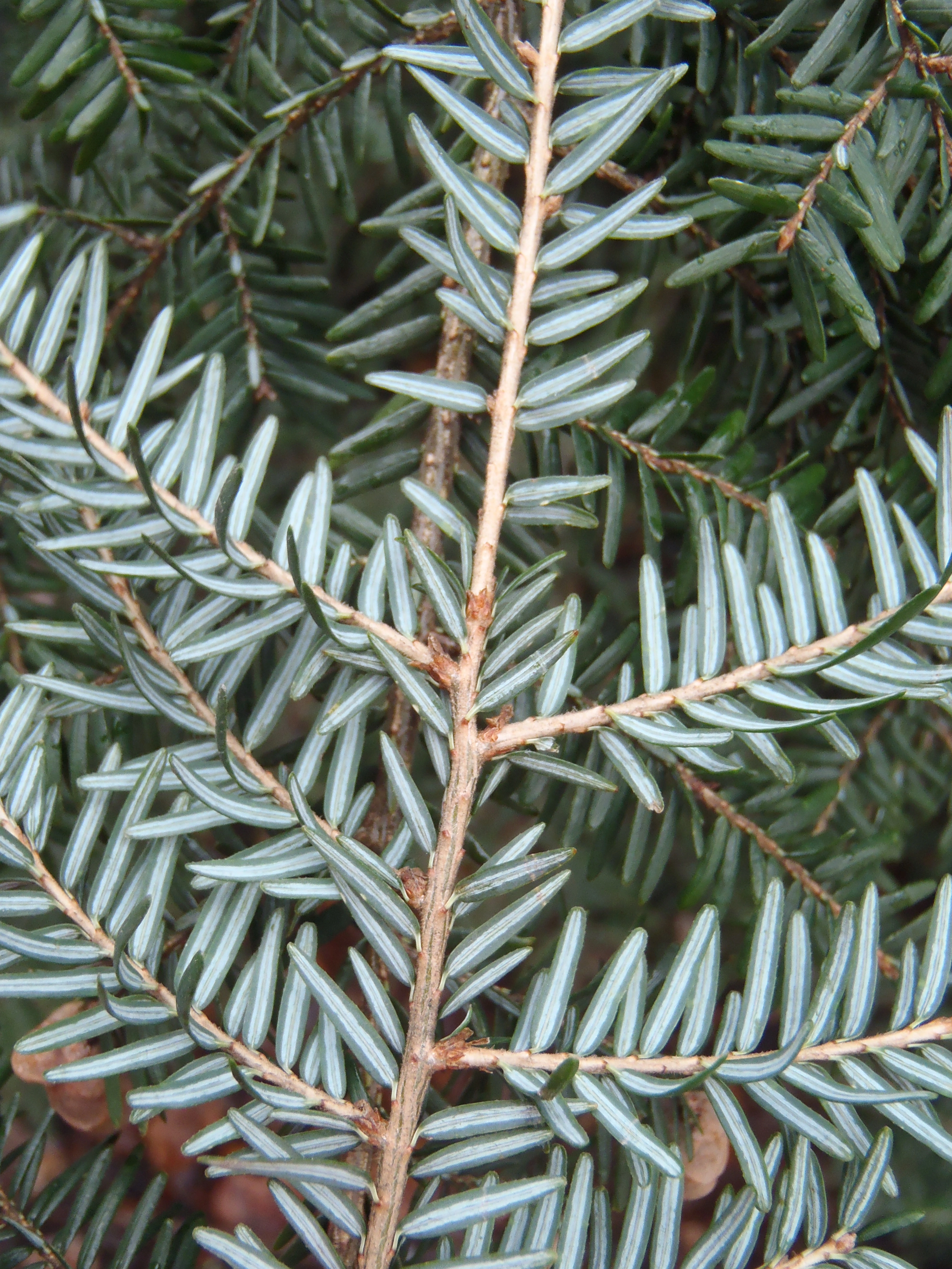 : Tsuga canadensis.