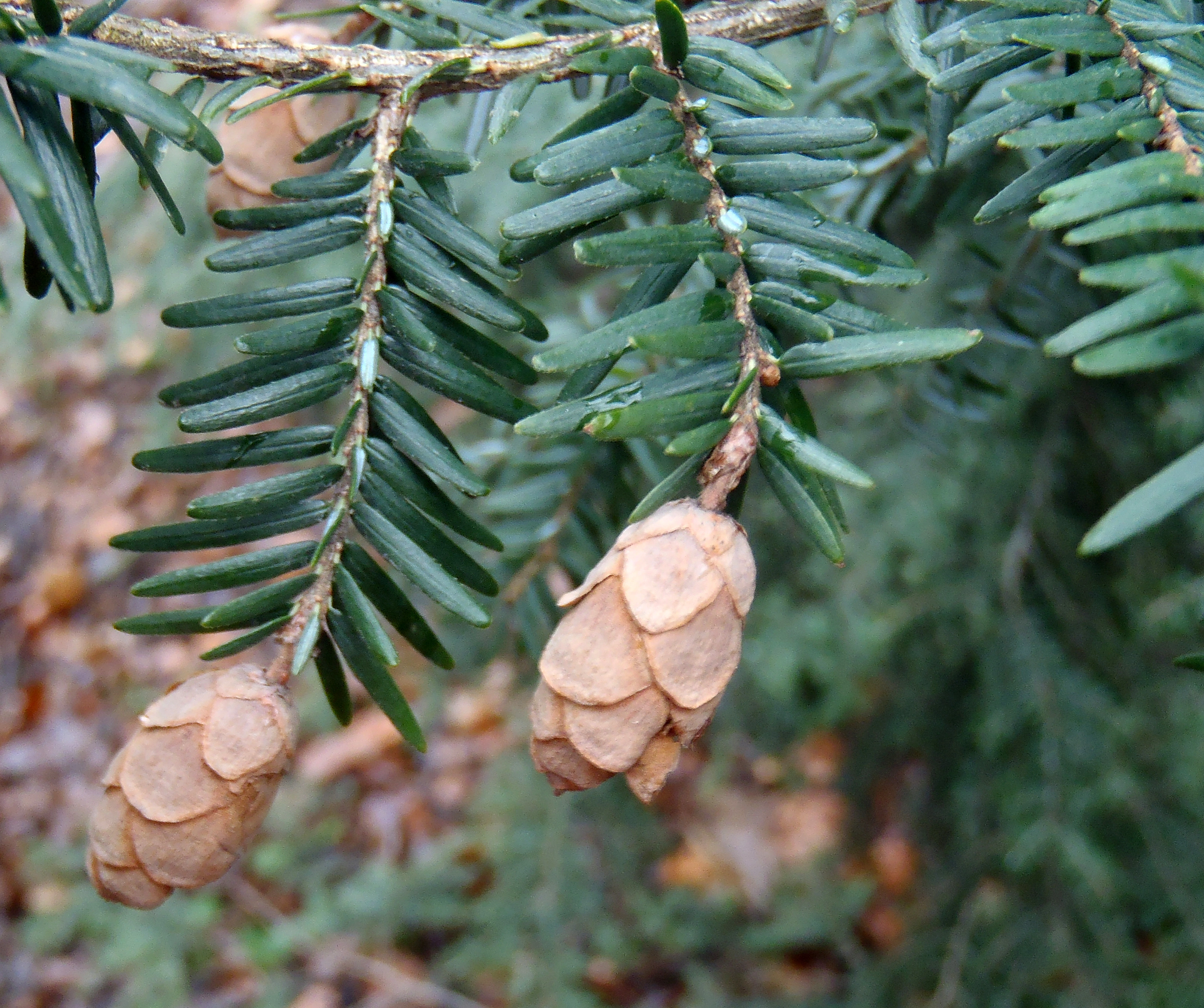 : Tsuga canadensis.