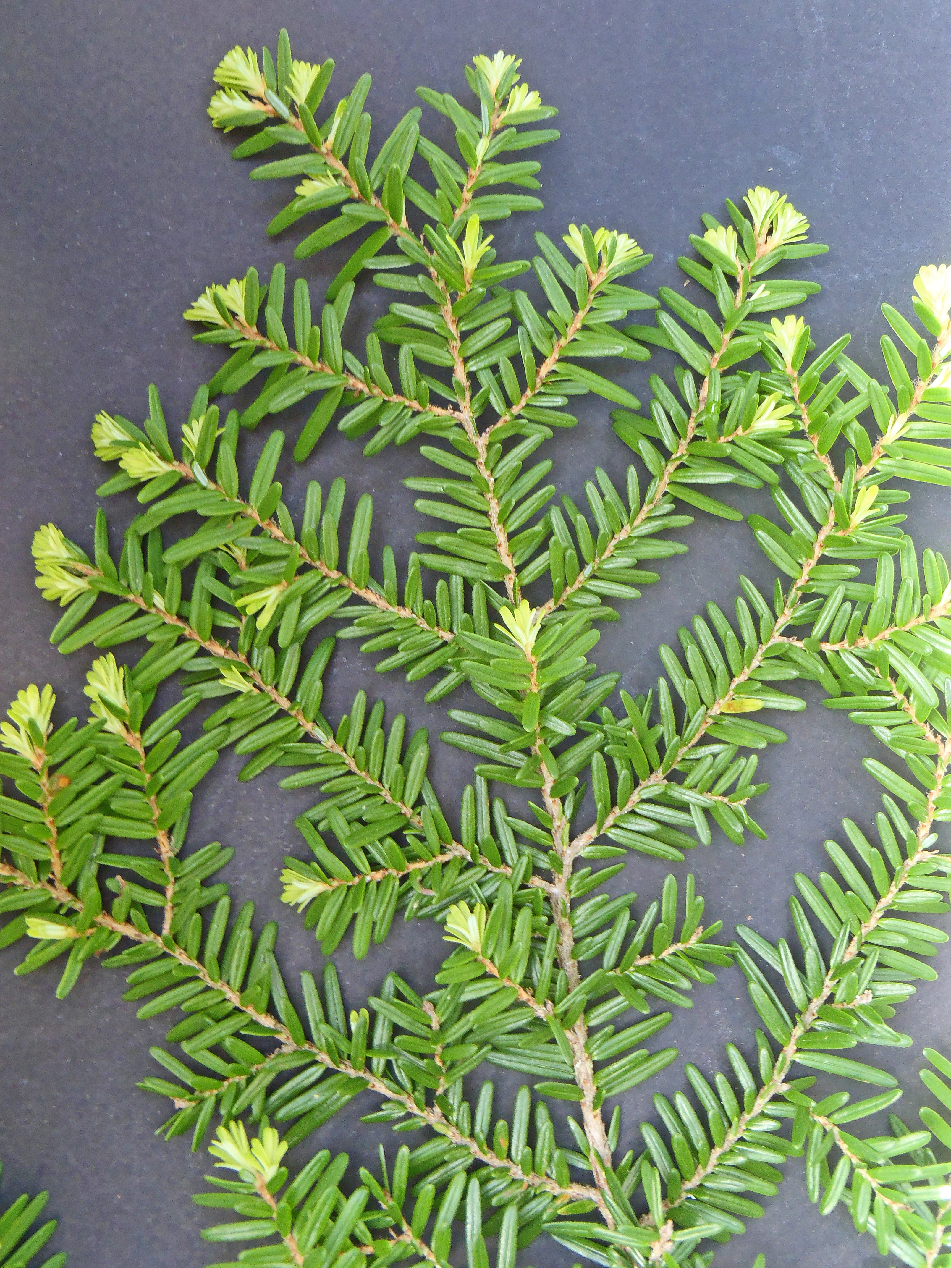 : Tsuga heterophylla.