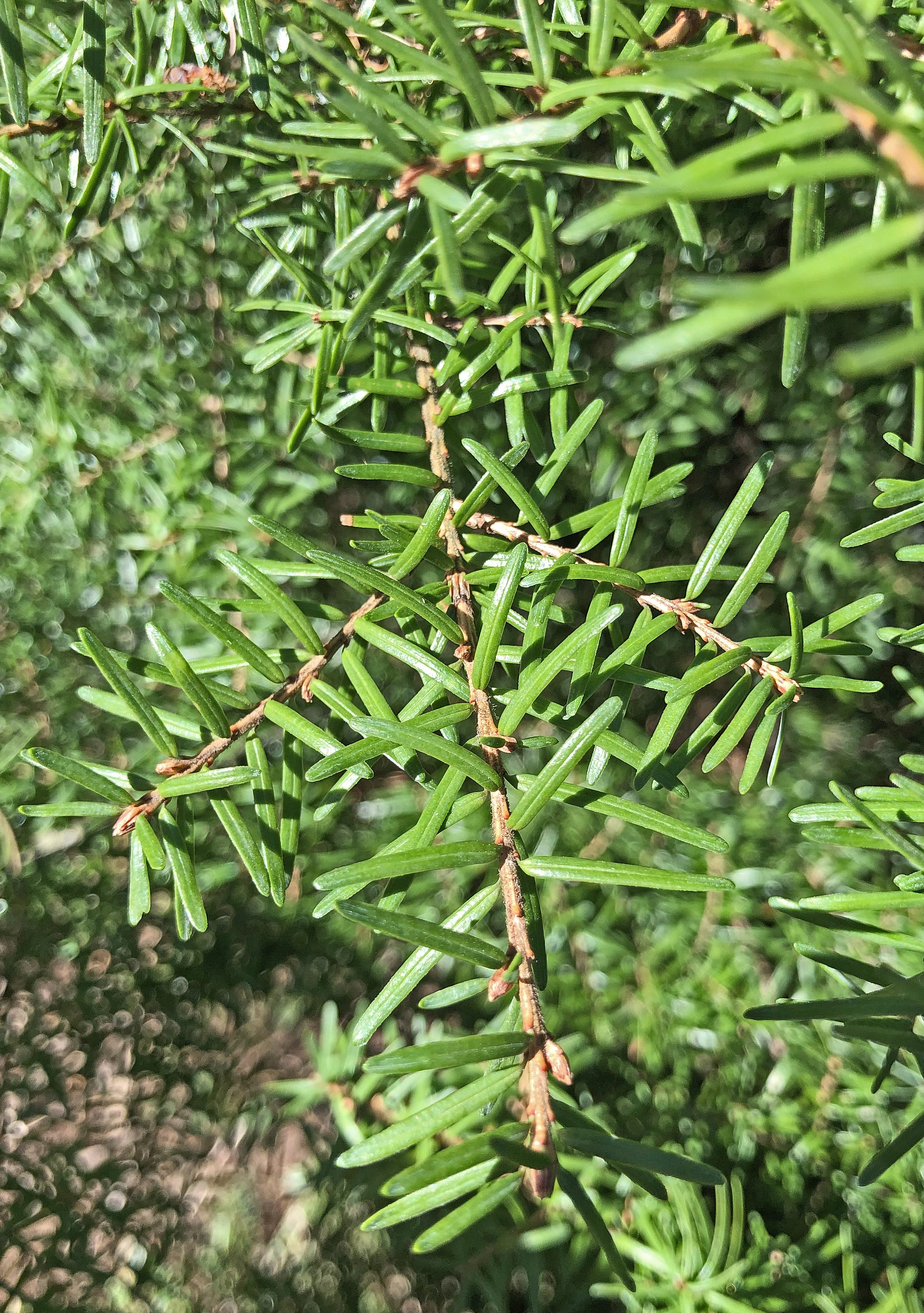 : Tsuga mertensiana.