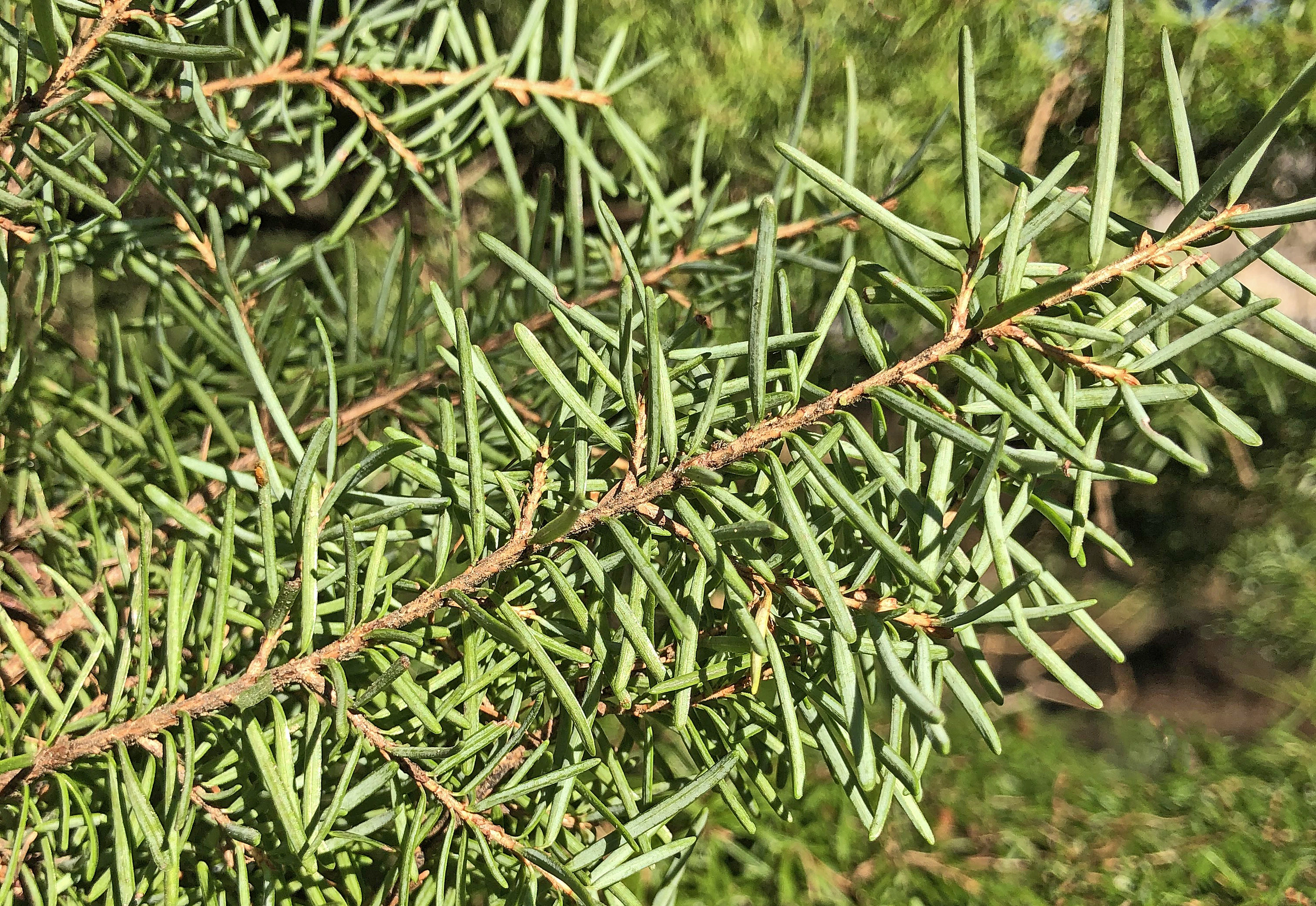 : Tsuga mertensiana.