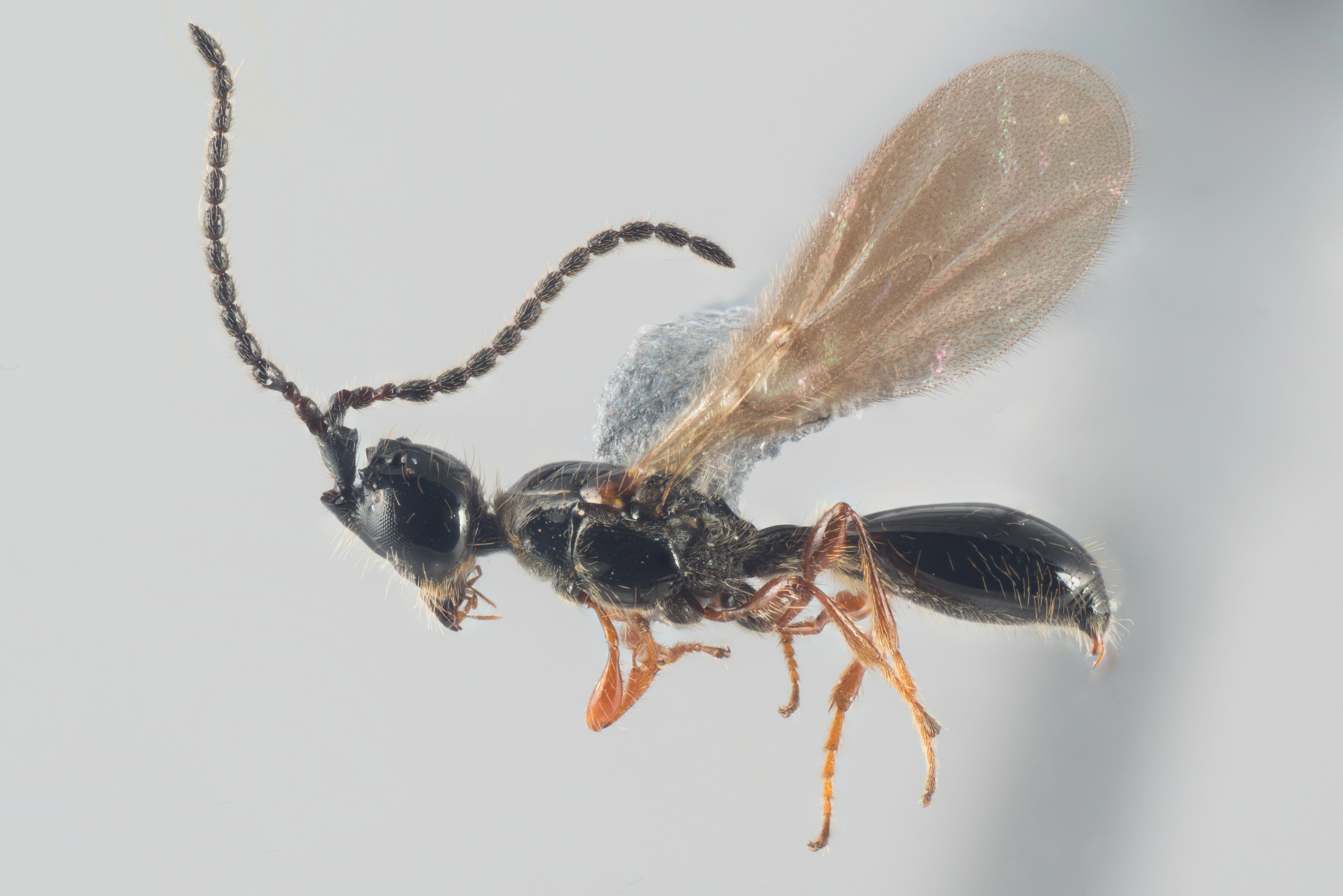 : Psilus rufipes.