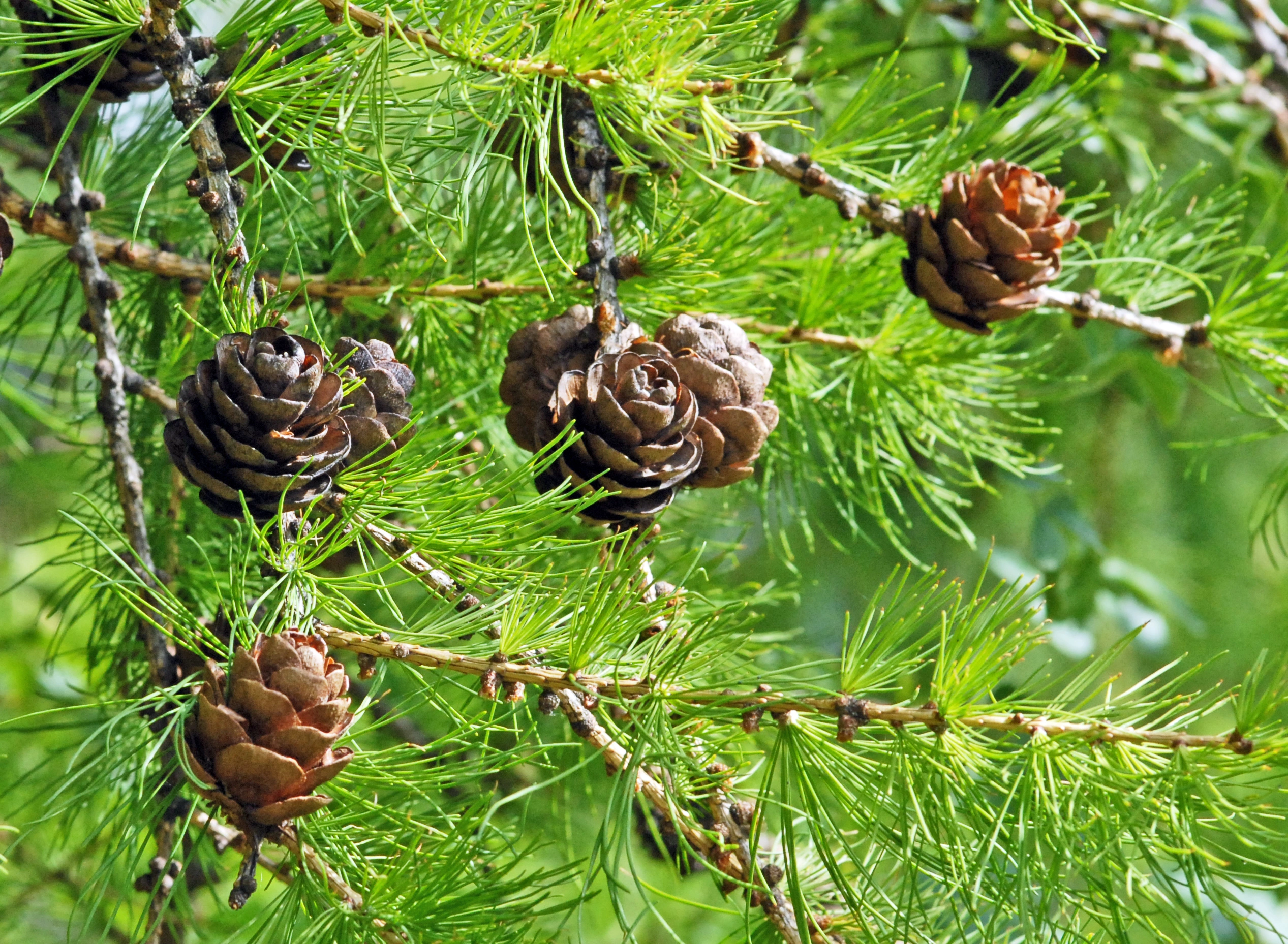 : Larix ×marschlinsii.