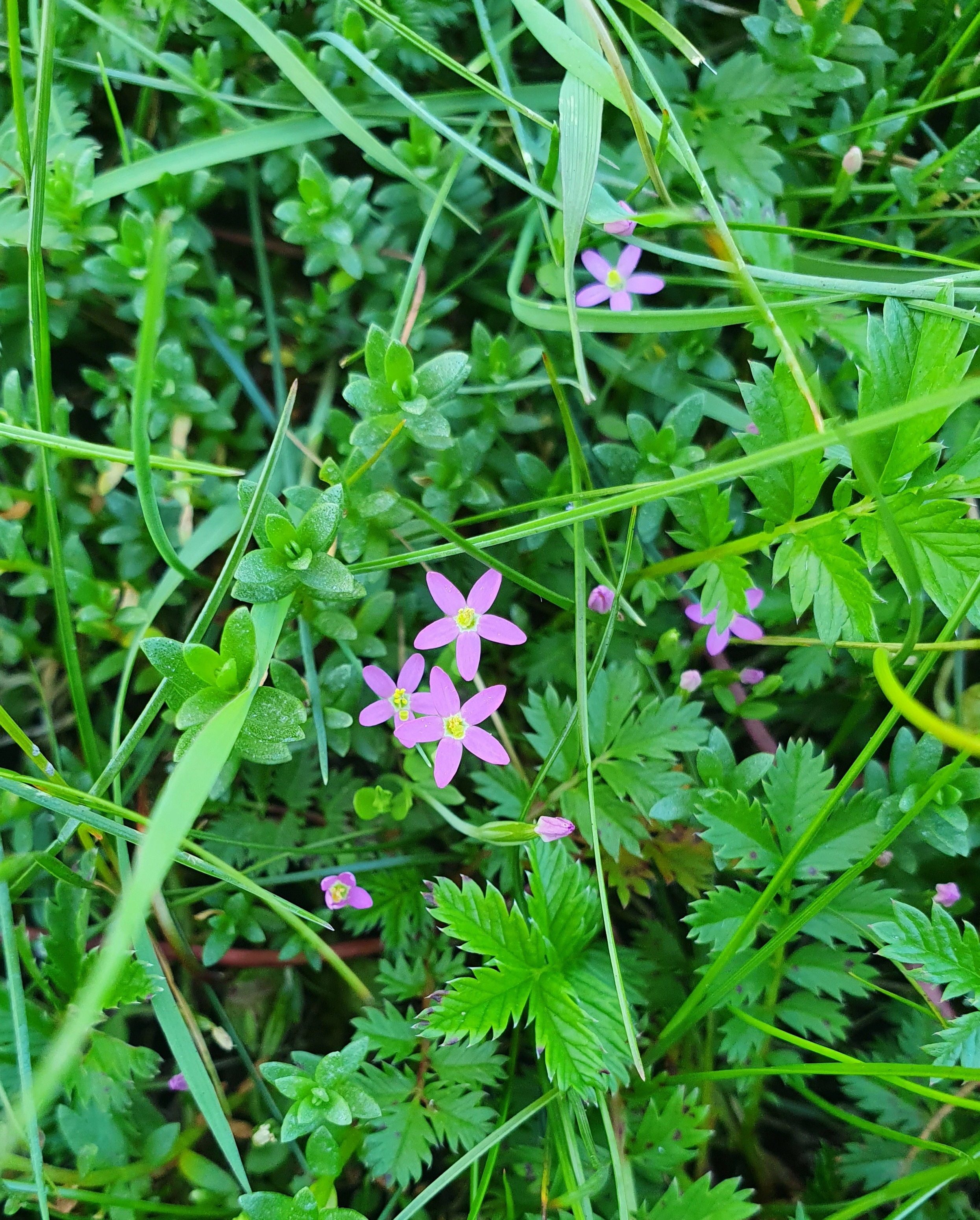 : Centaurium pulchellum.