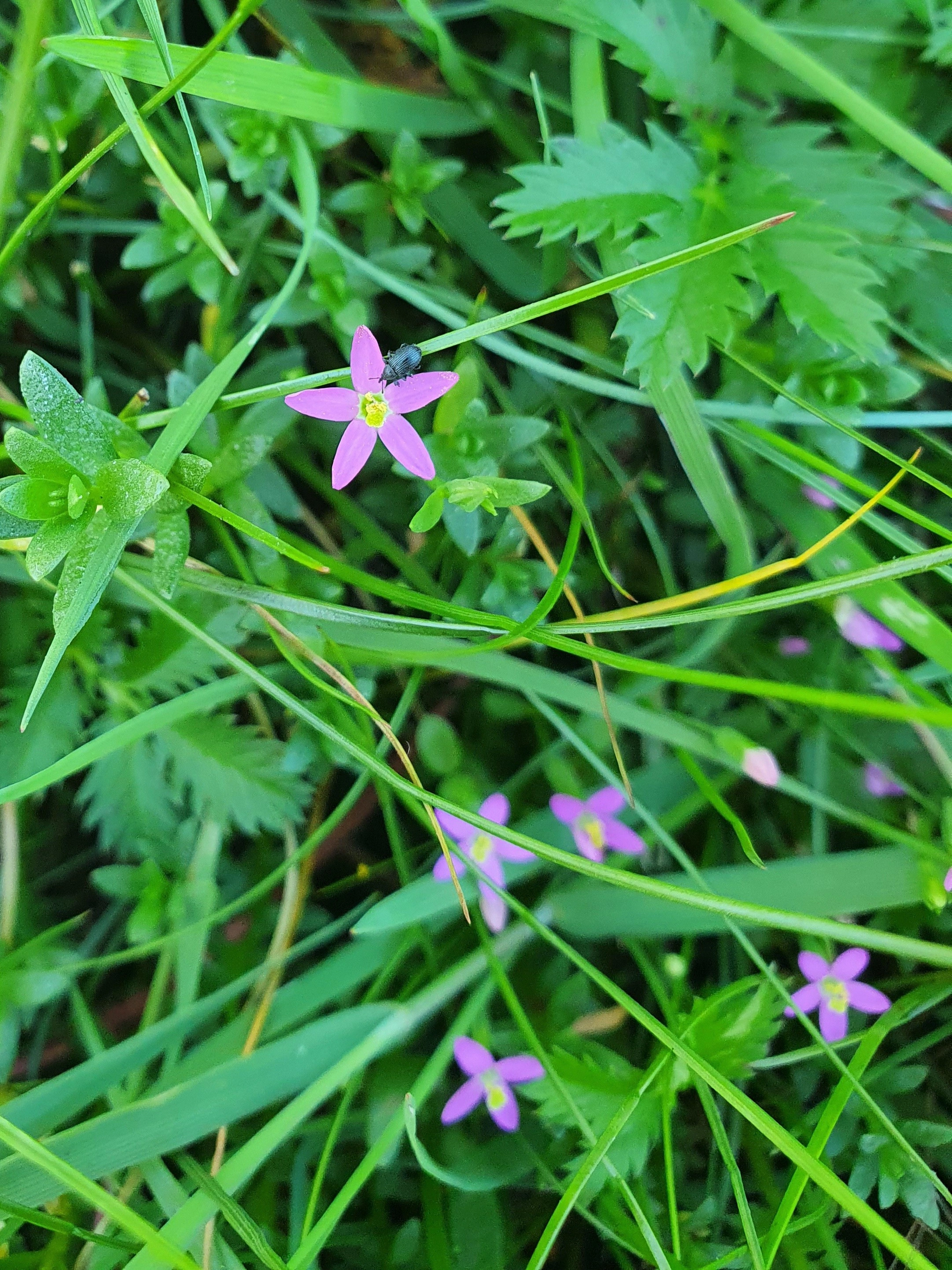 : Centaurium pulchellum.