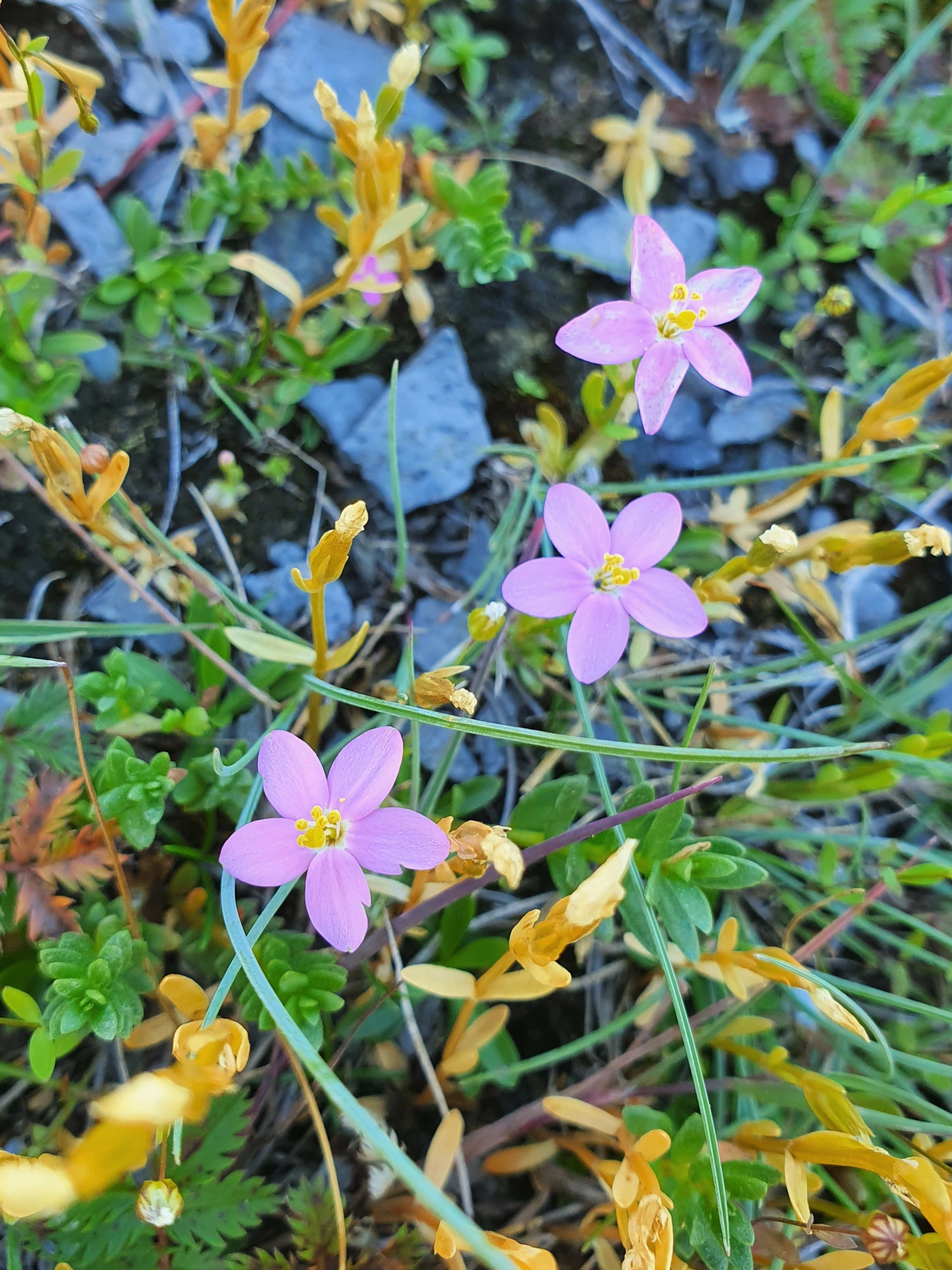 : Centaurium littorale.