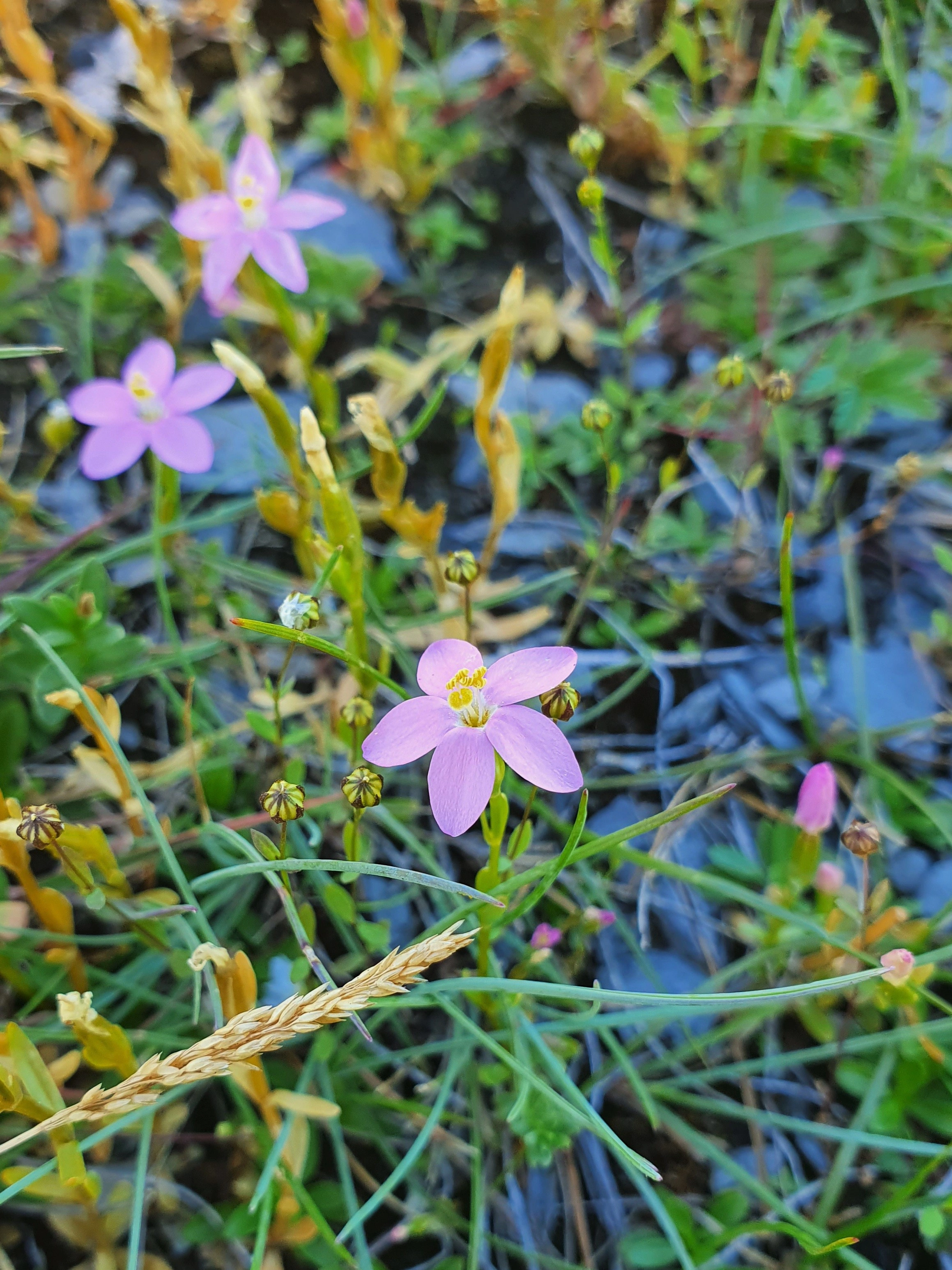 : Centaurium littorale.