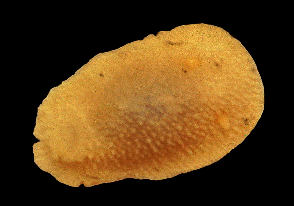 : Calycidoris guentheri.