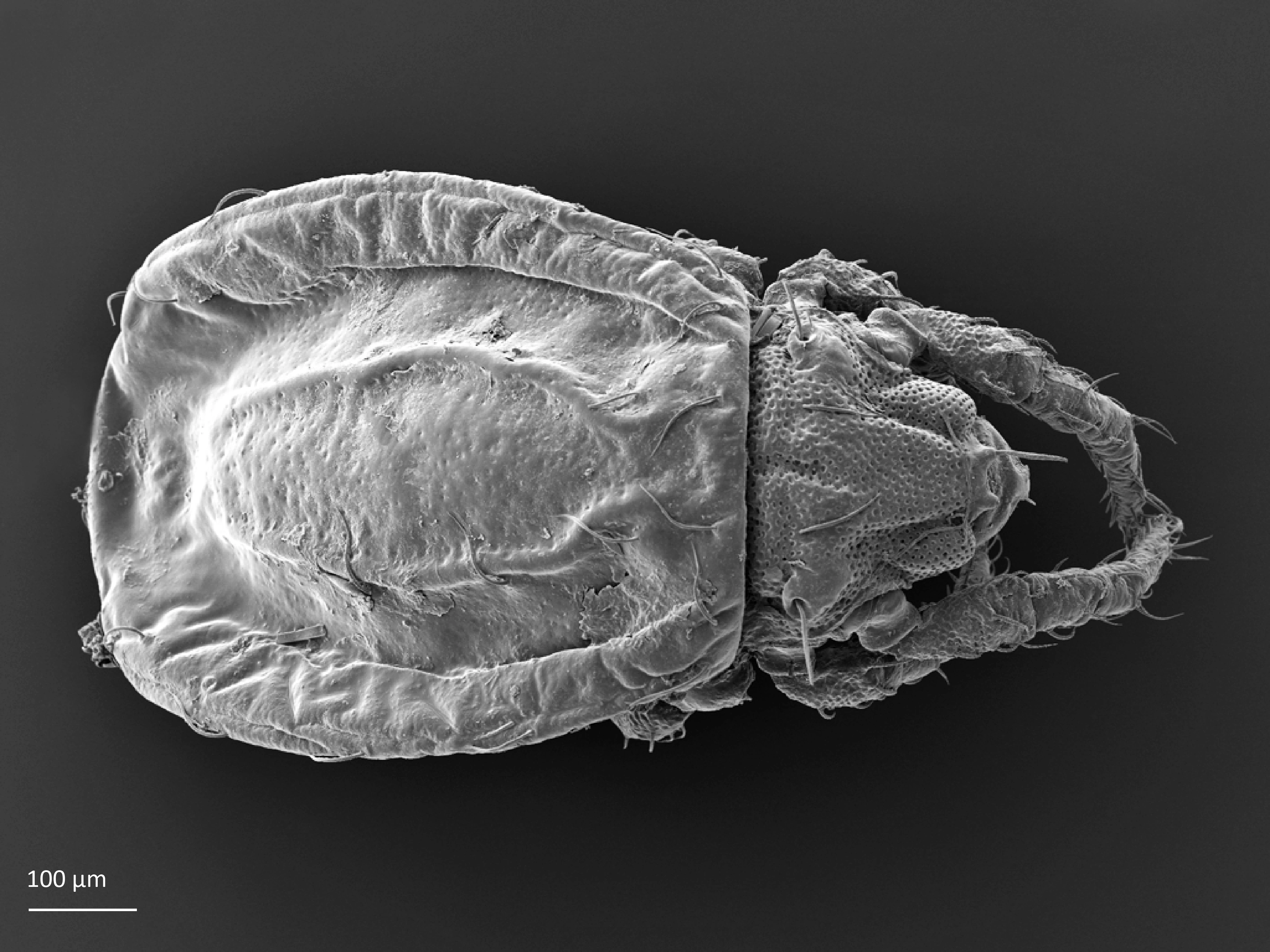 : Platynothrus coulsoni.