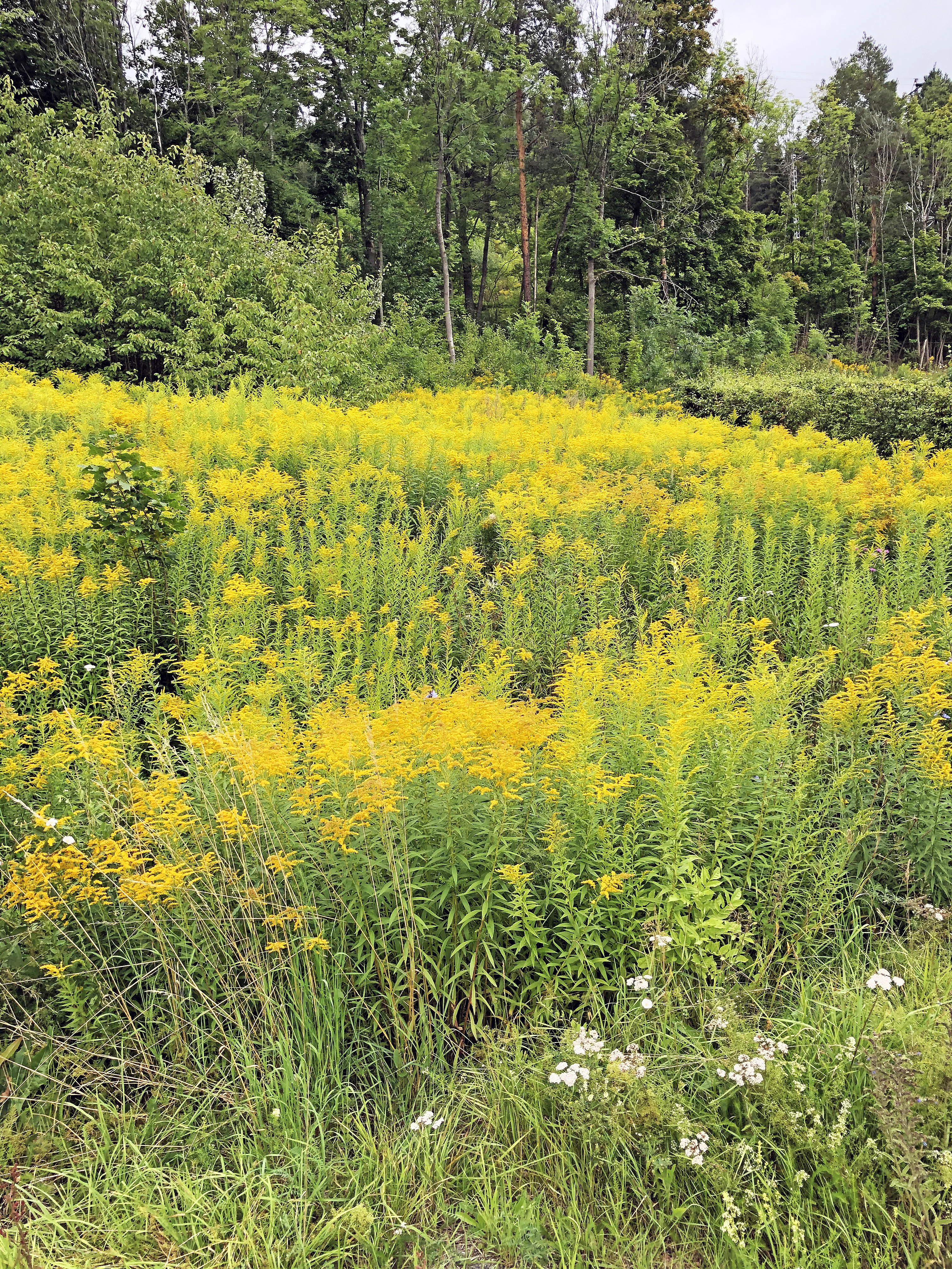 : Solidago canadensis.