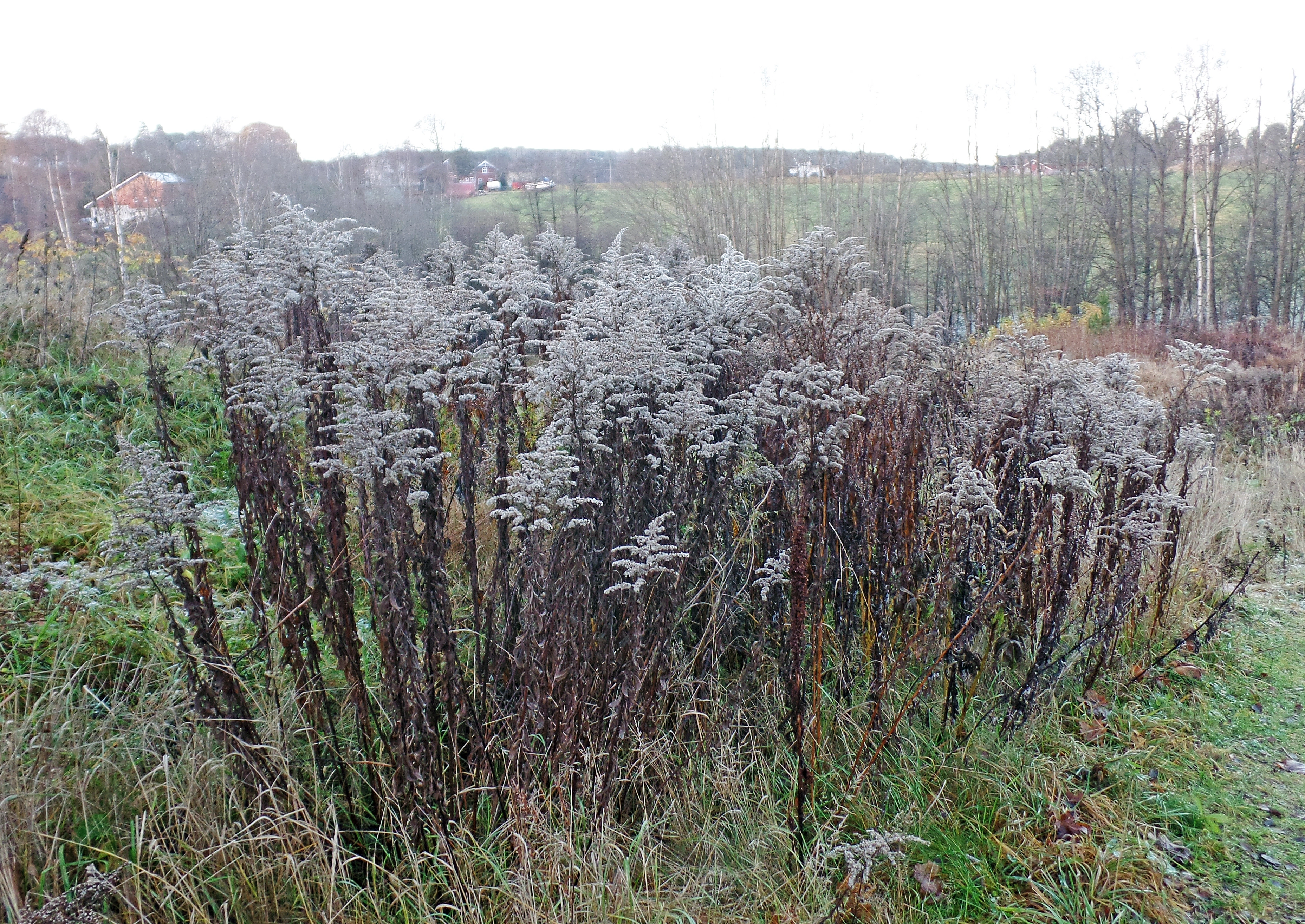 : Solidago canadensis.