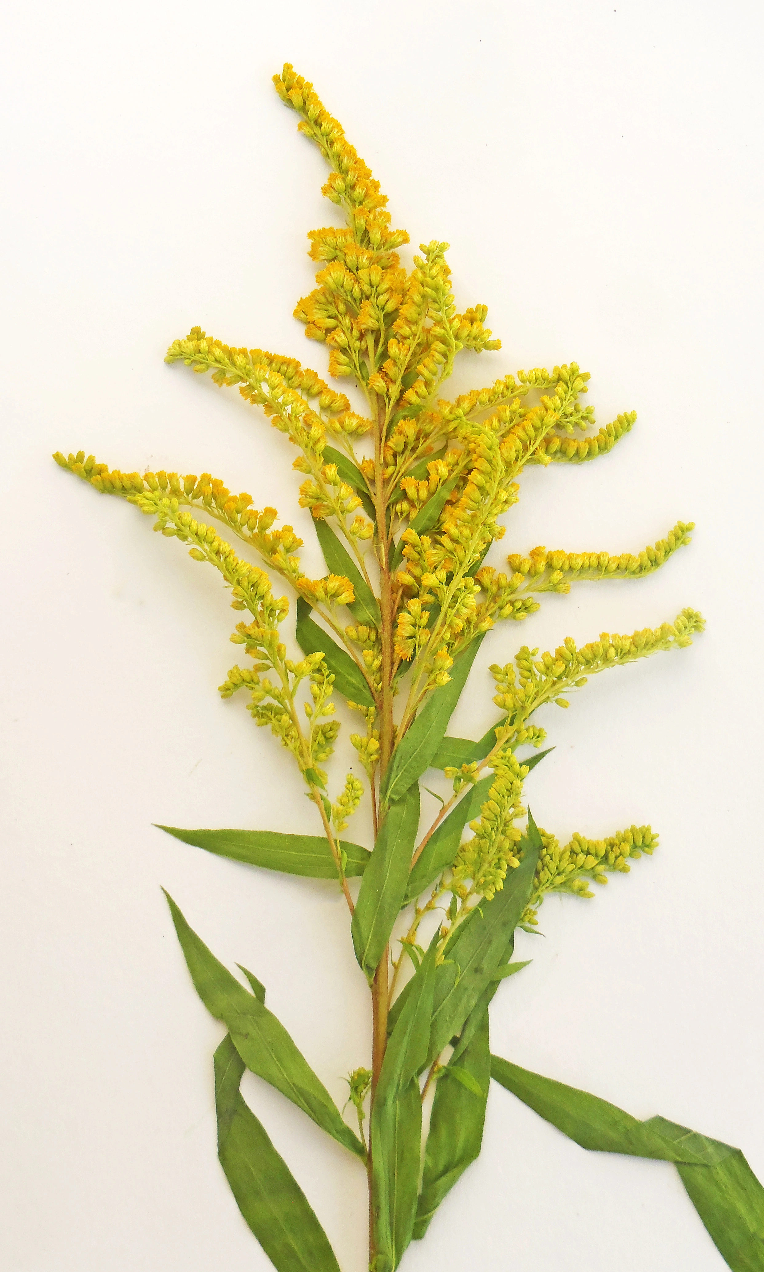 : Solidago canadensis.