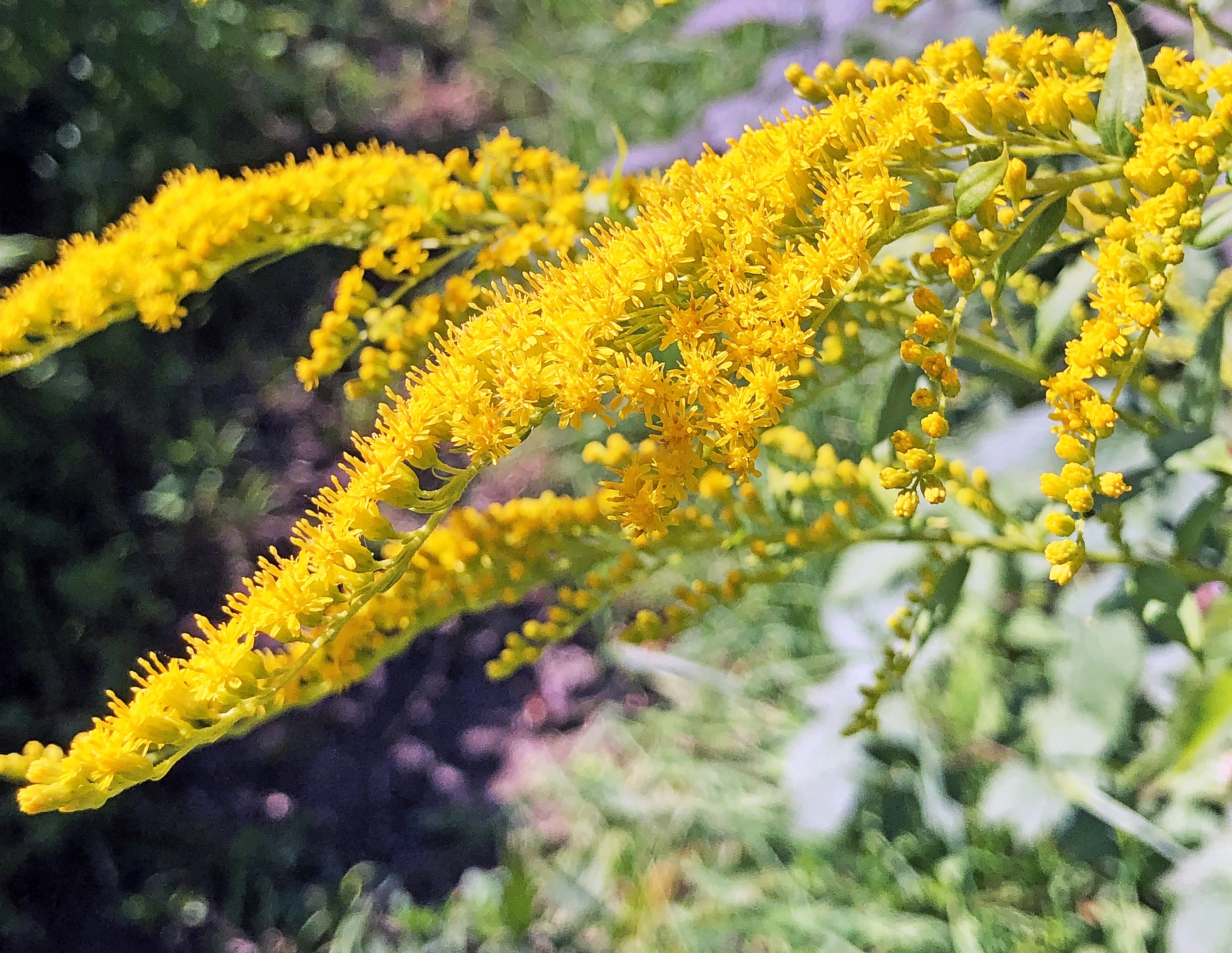 : Solidago canadensis.