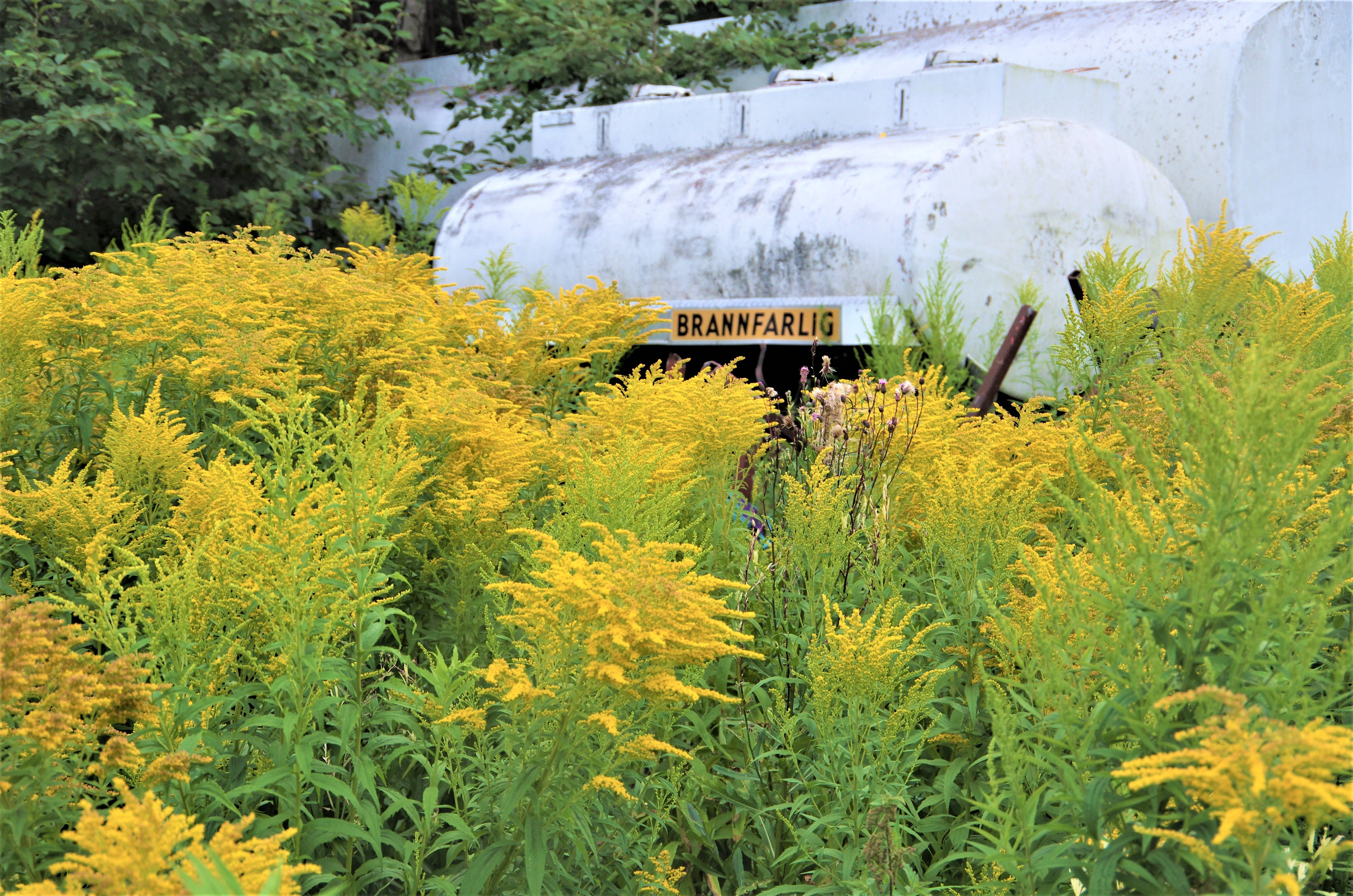 : Solidago canadensis.