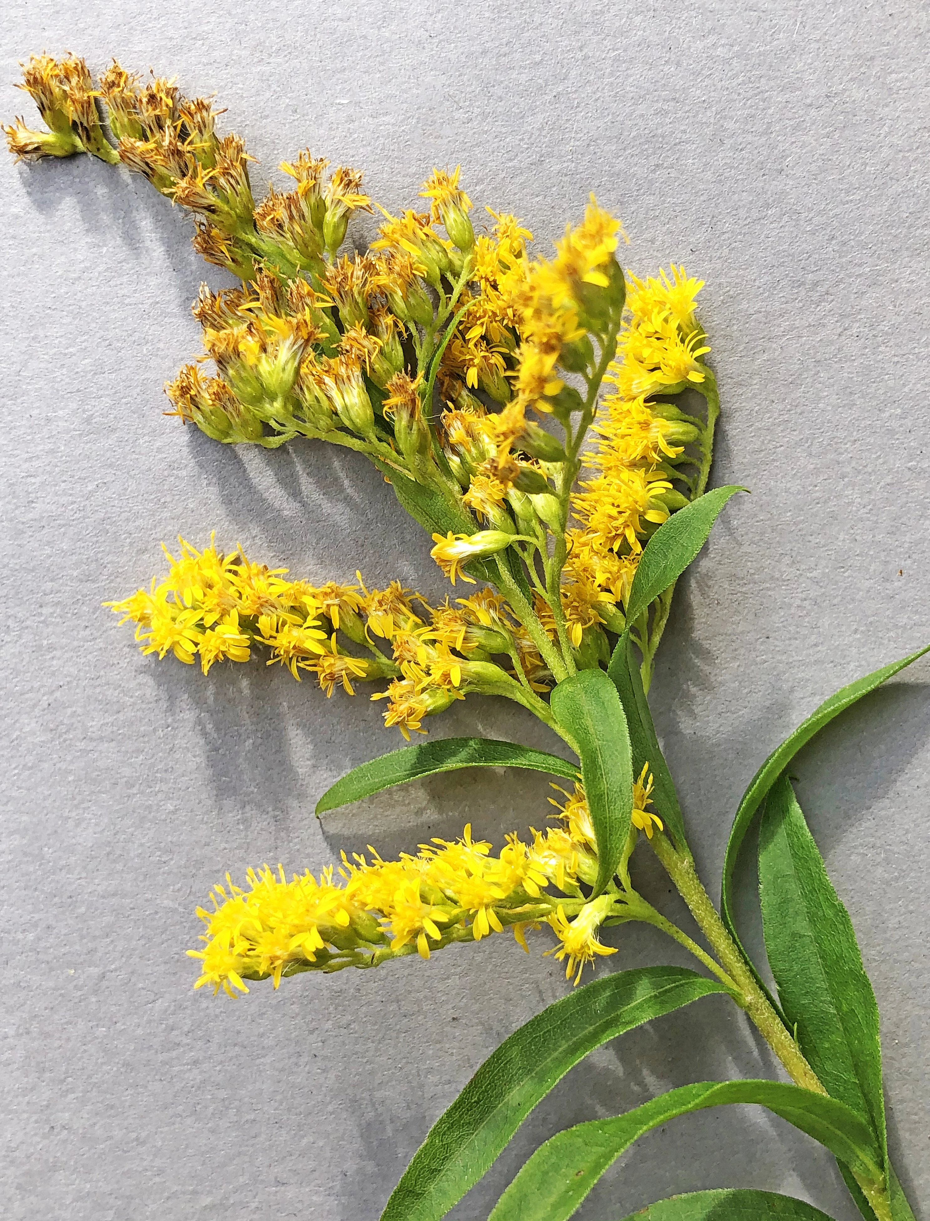 : Solidago gigantea.