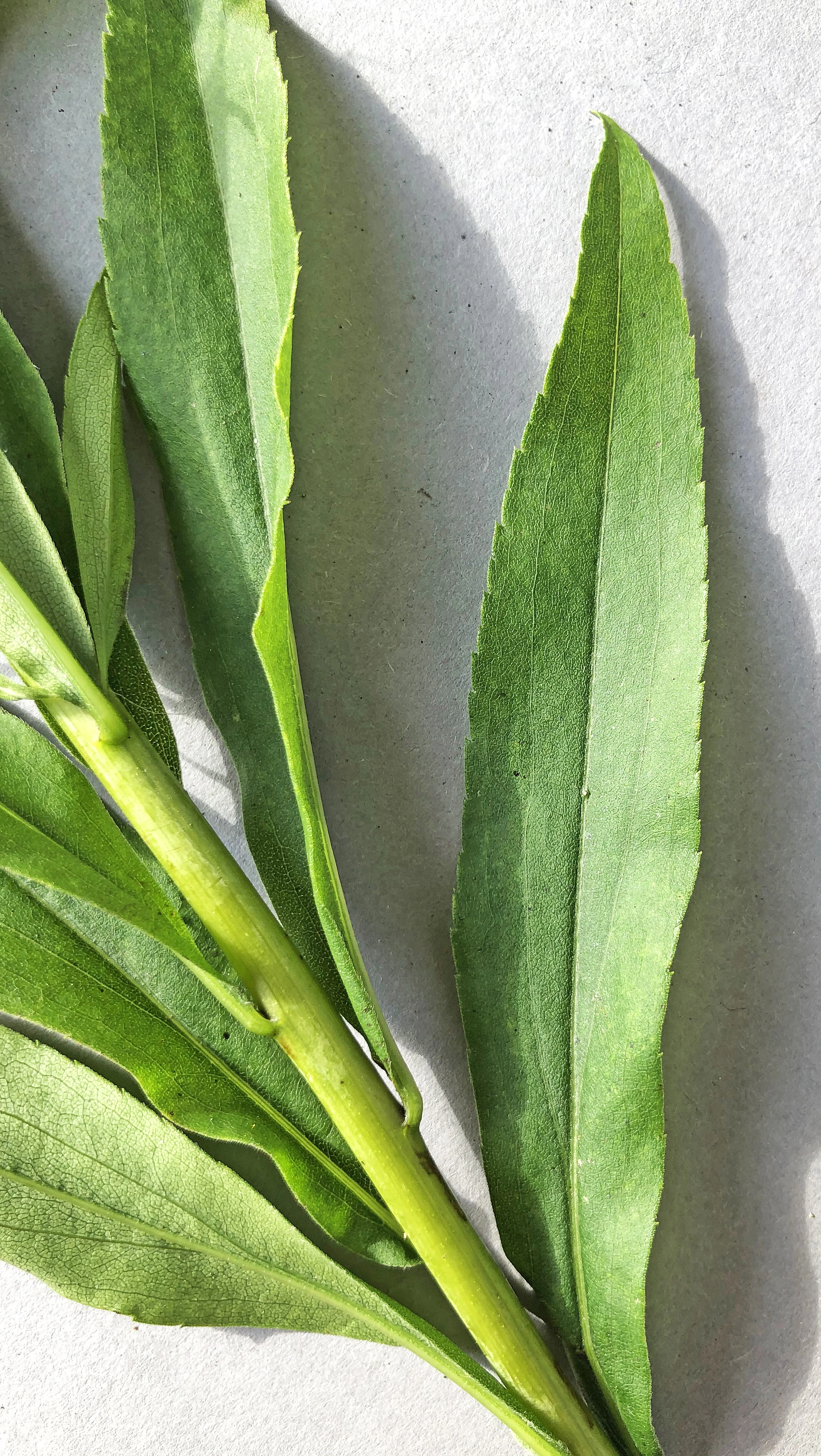 : Solidago gigantea.