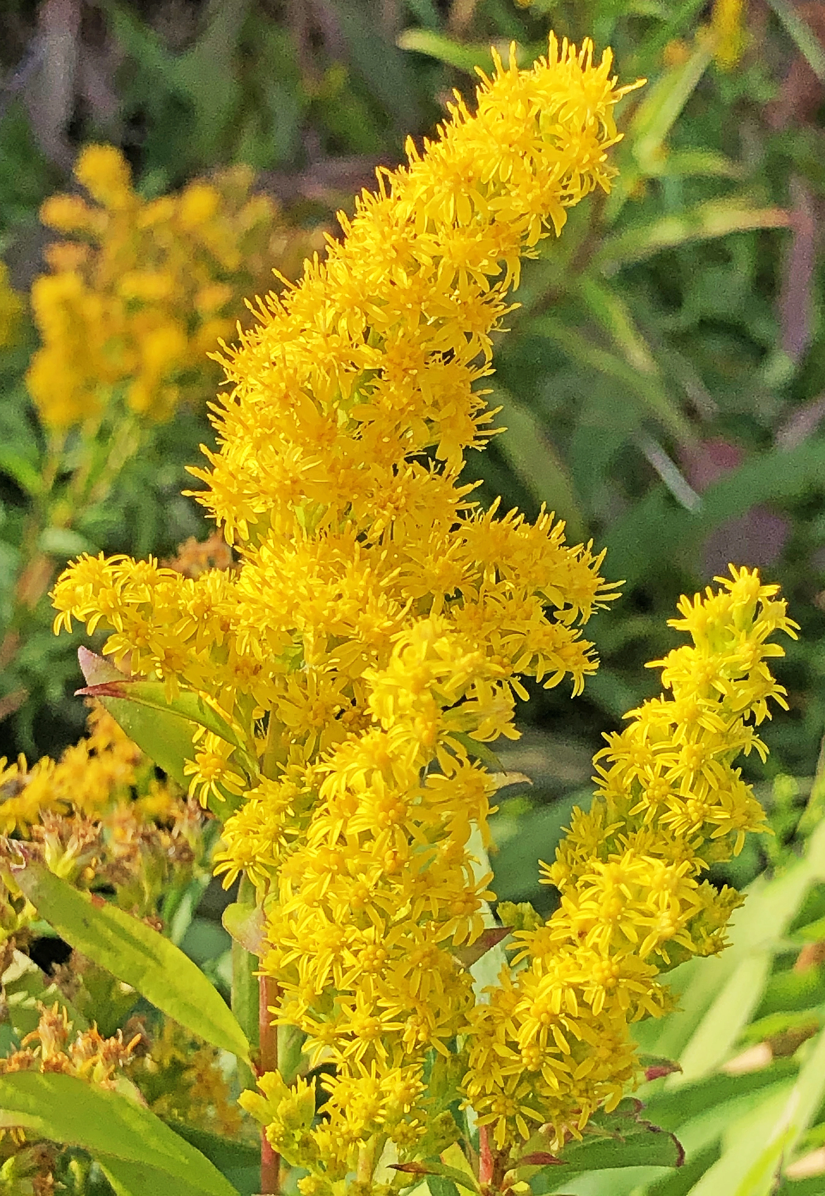 : Solidago gigantea.