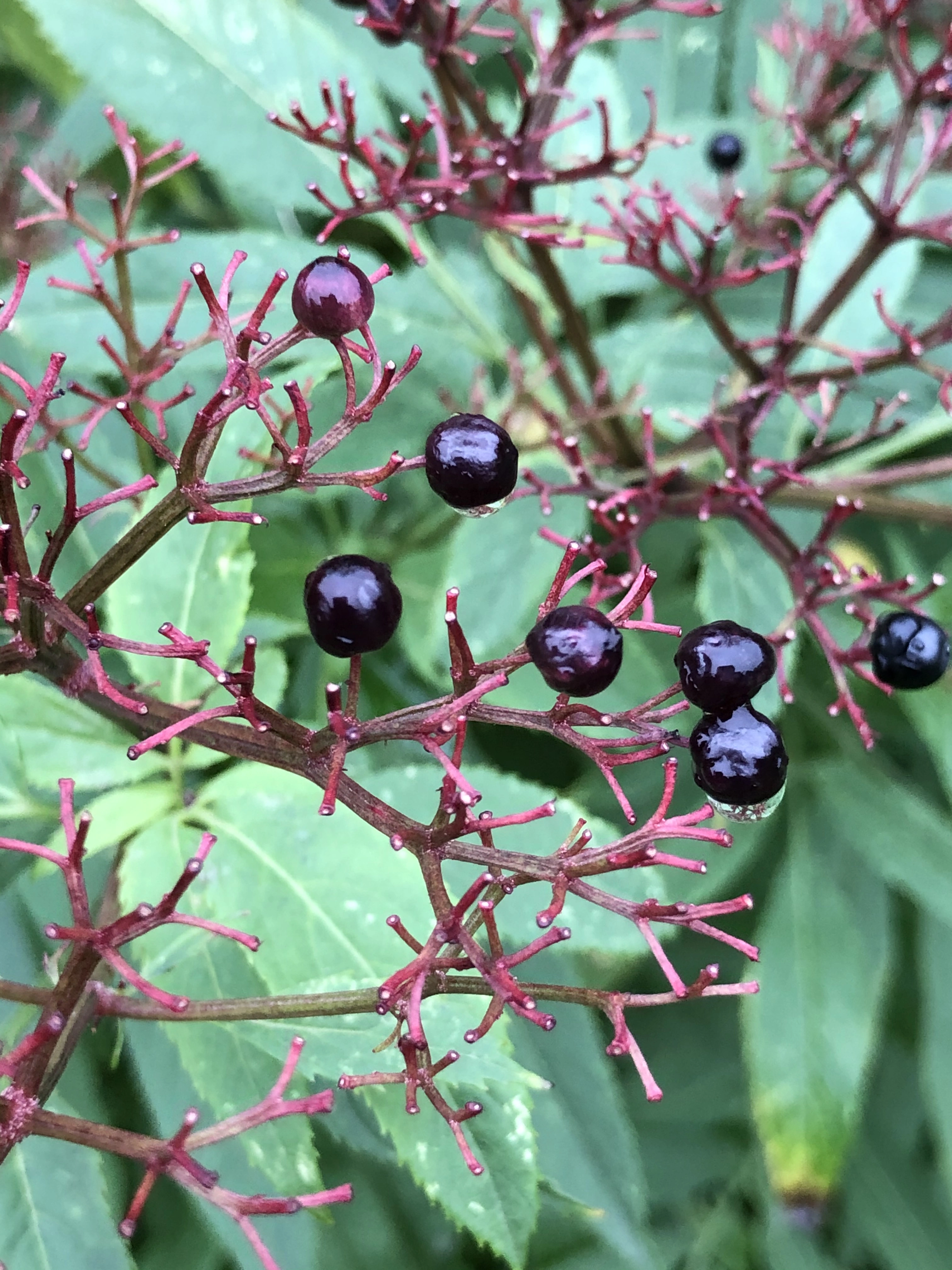 : Sambucus ebulus.