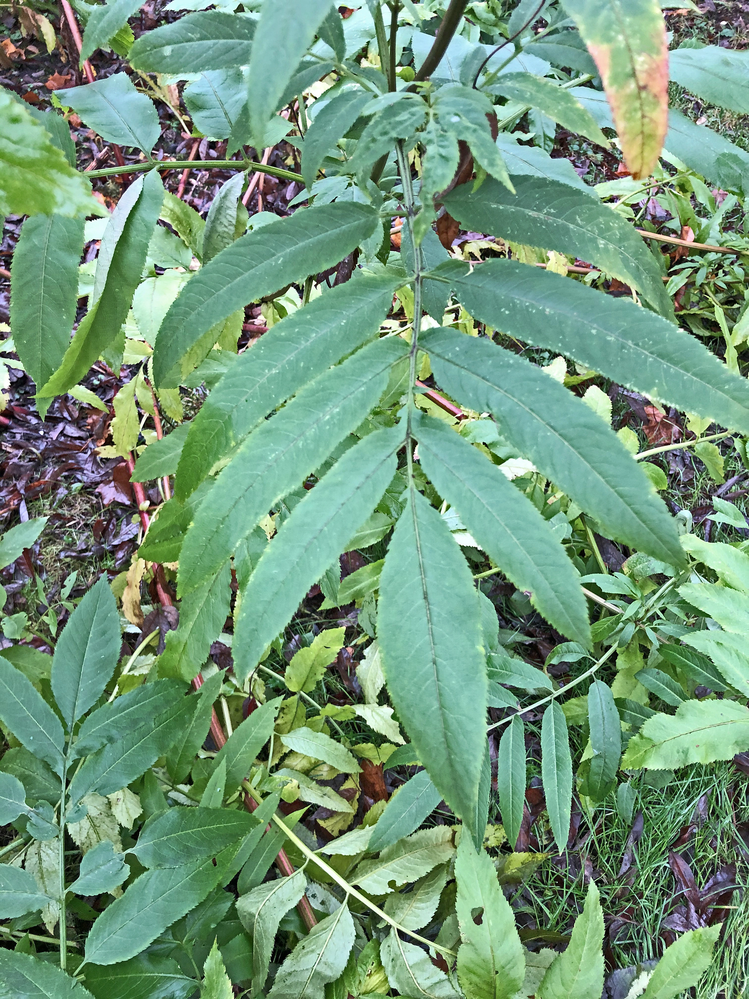 : Sambucus ebulus.