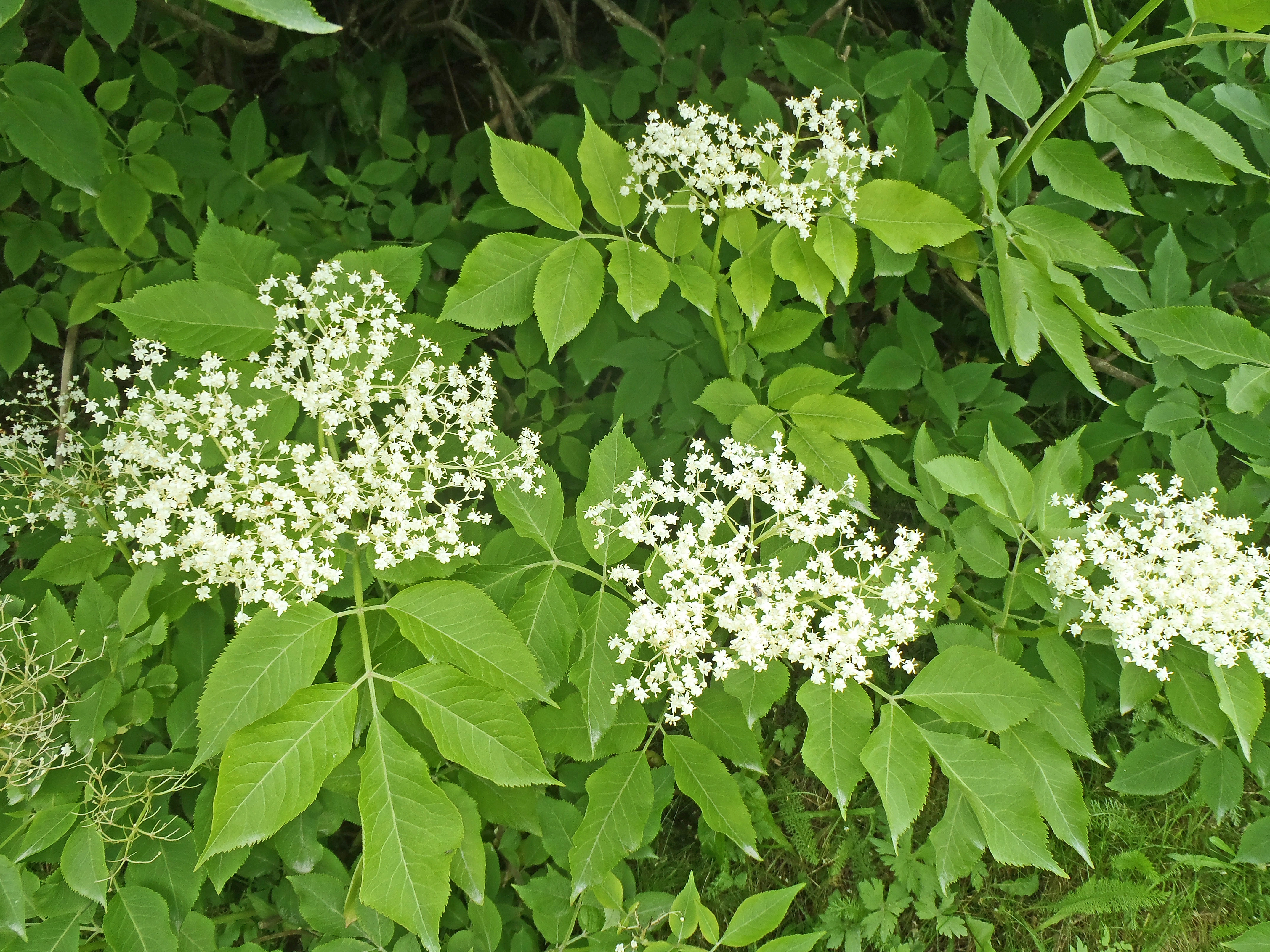 : Sambucus nigra.