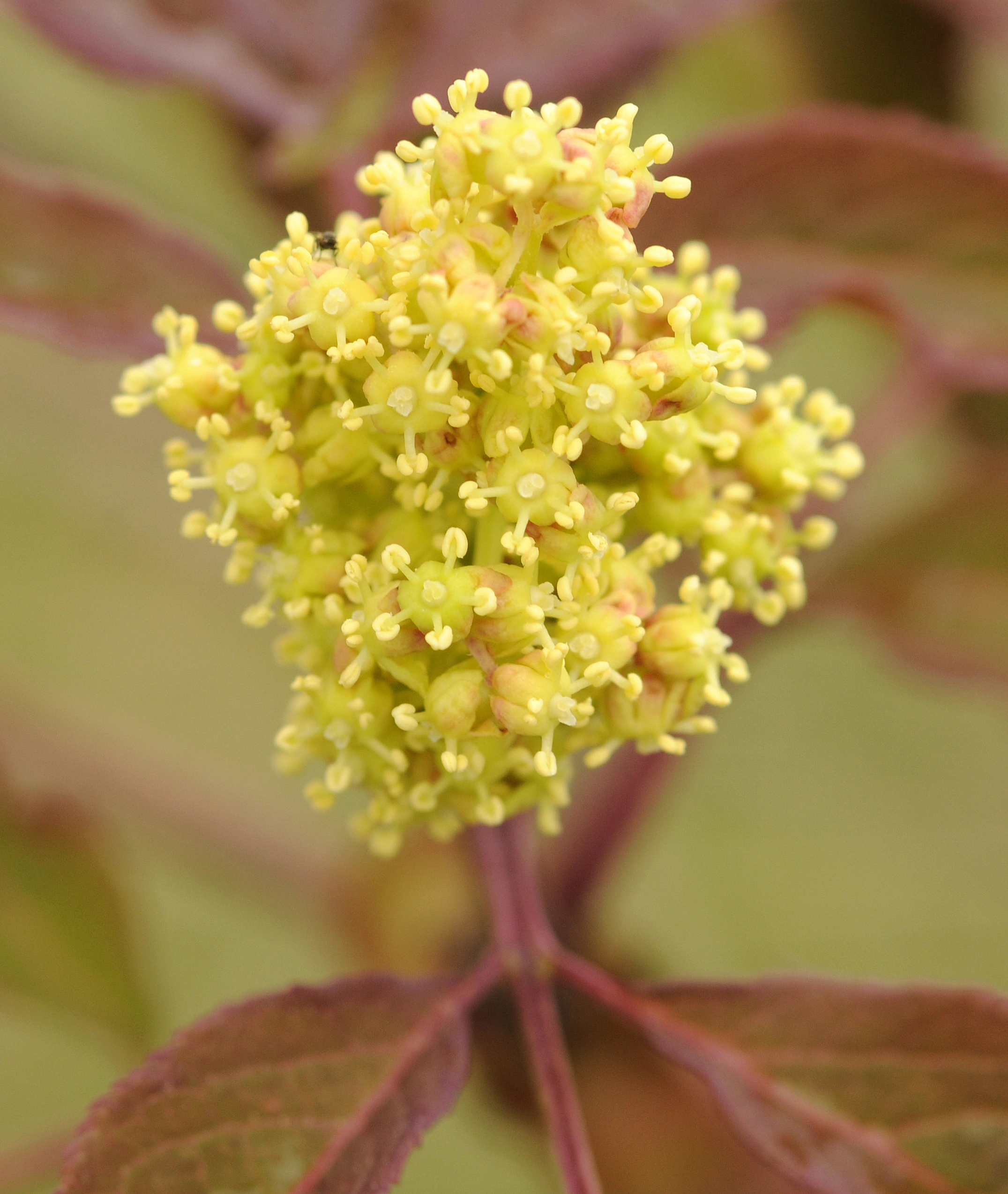 : Sambucus racemosa.