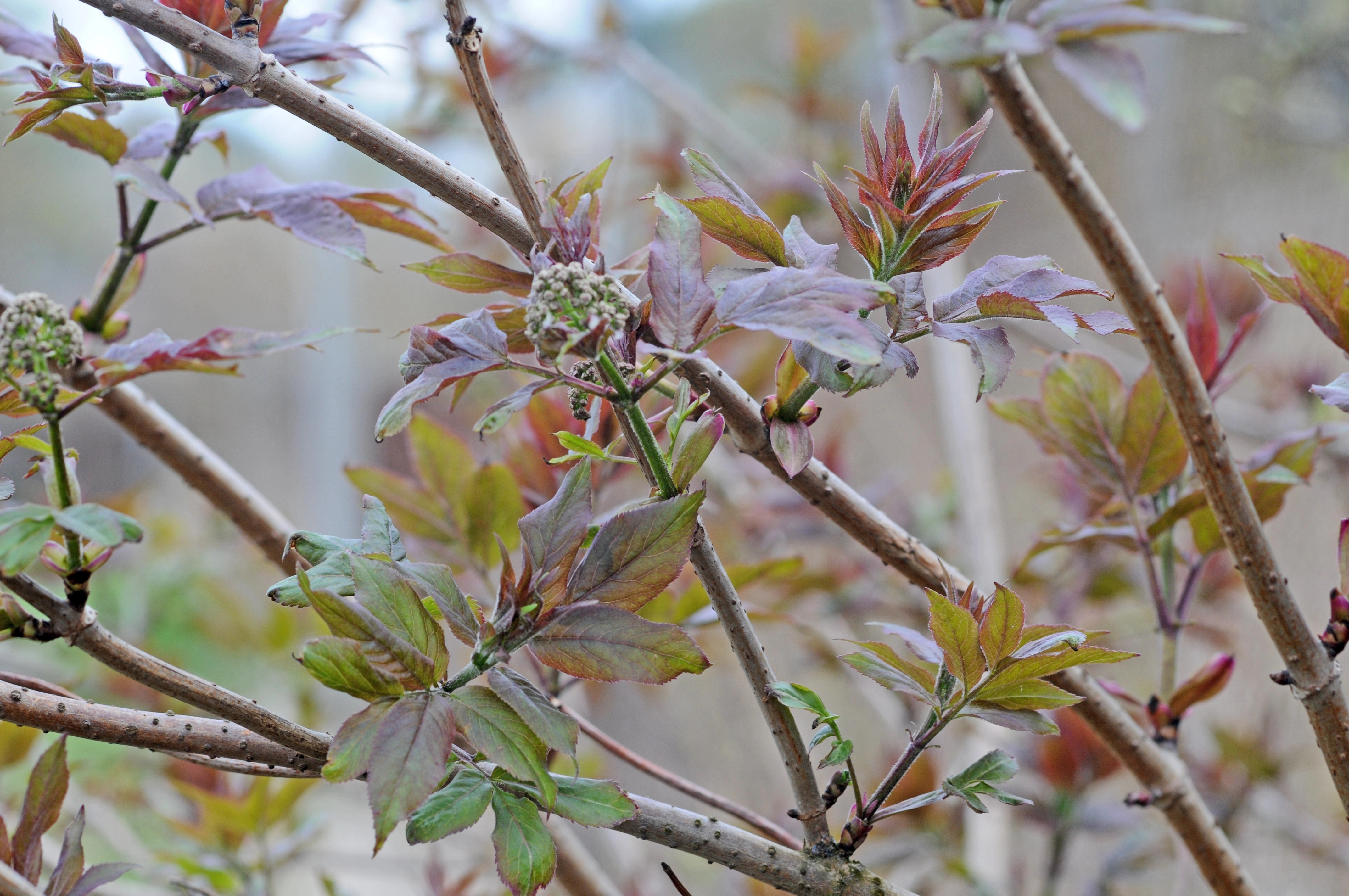 : Sambucus racemosa.