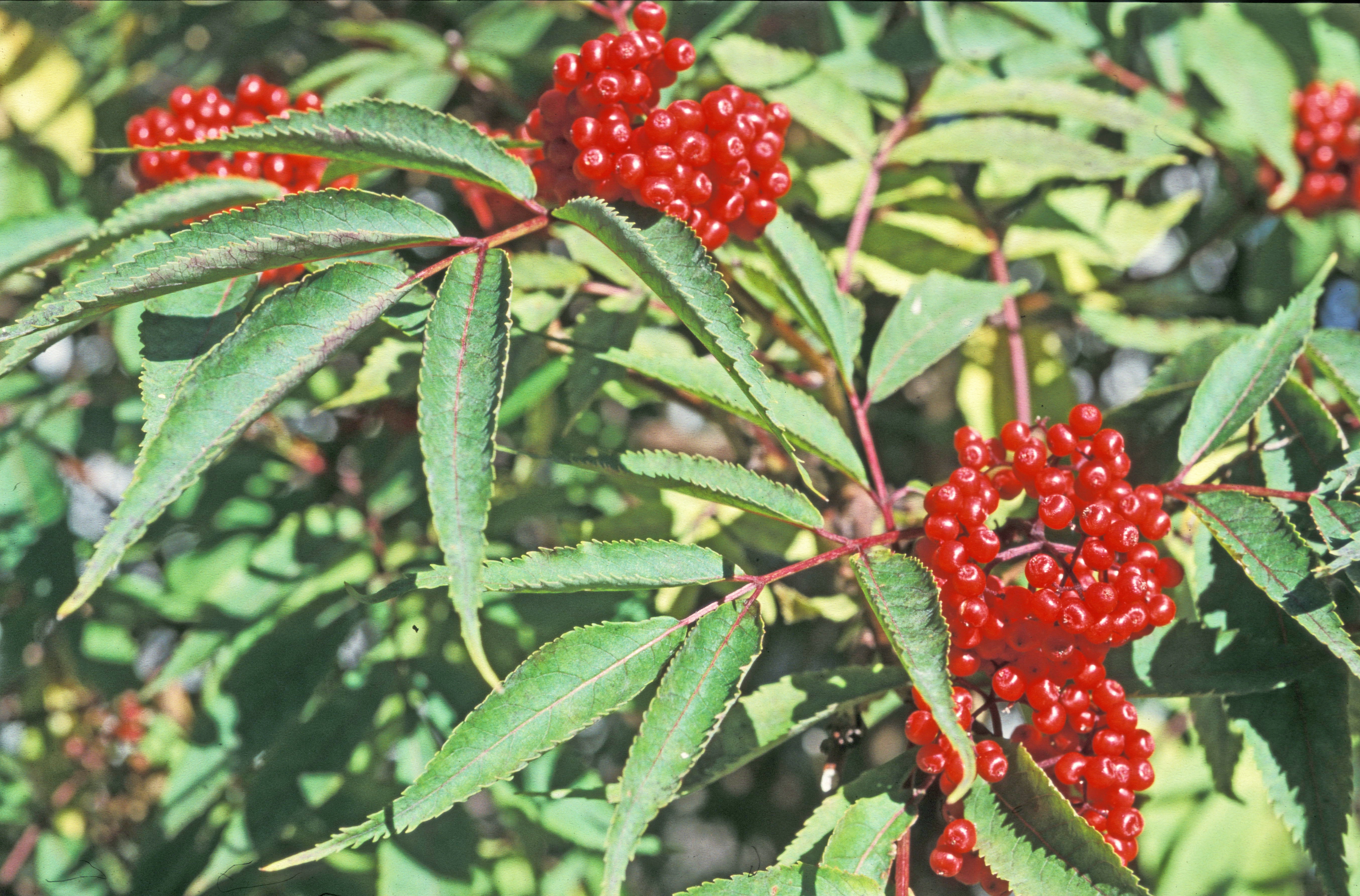 : Sambucus racemosa.