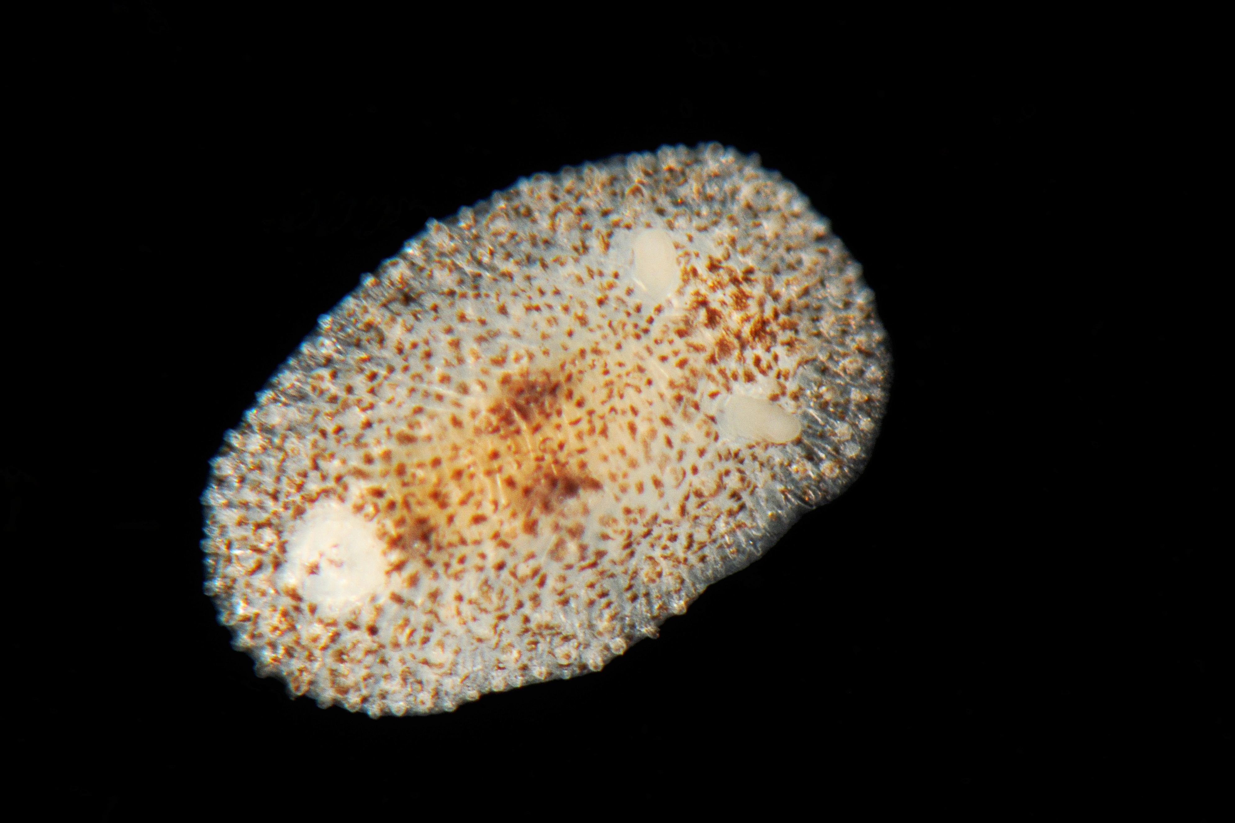 : Atalodoris pusilla.