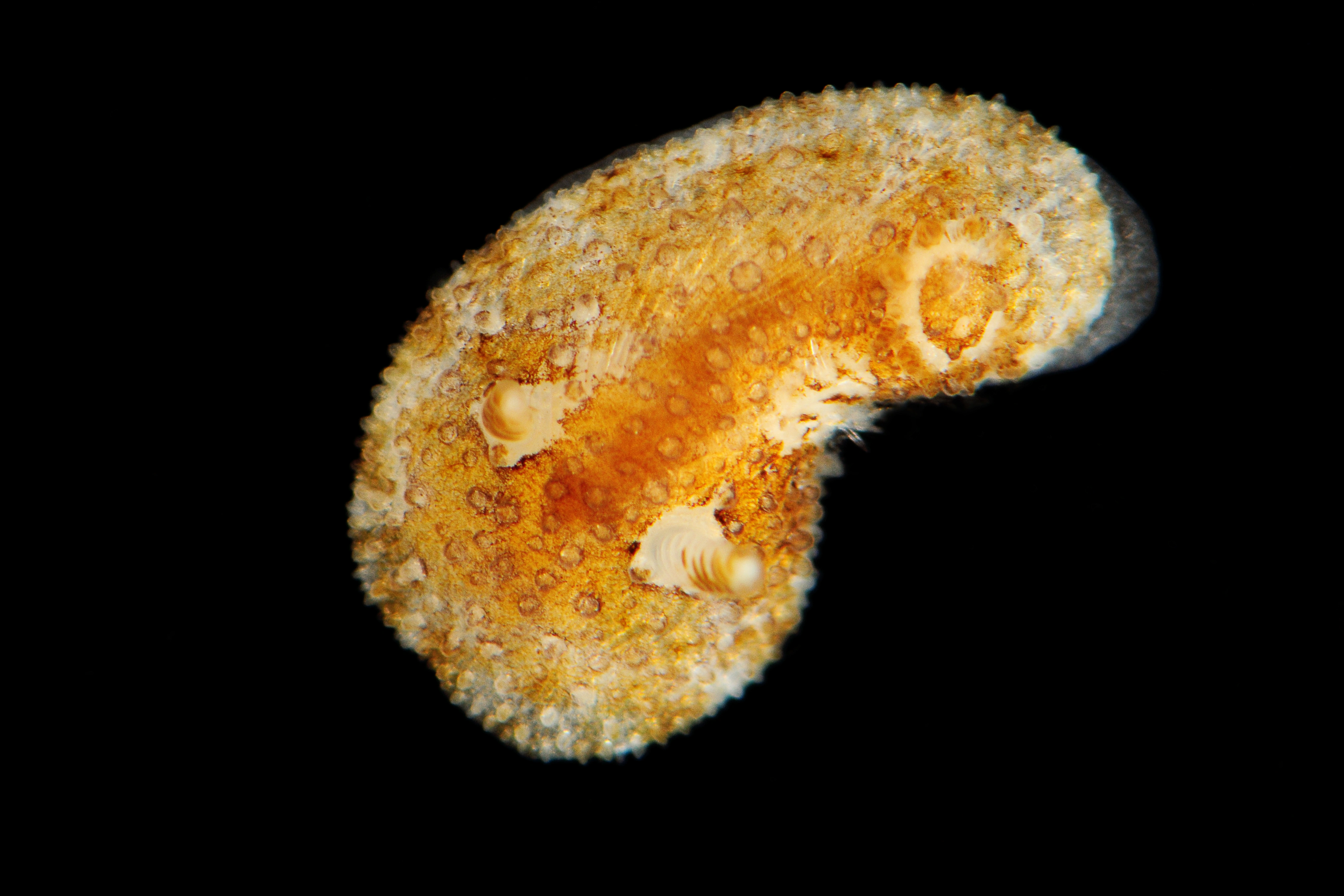 : Atalodoris sparsa.