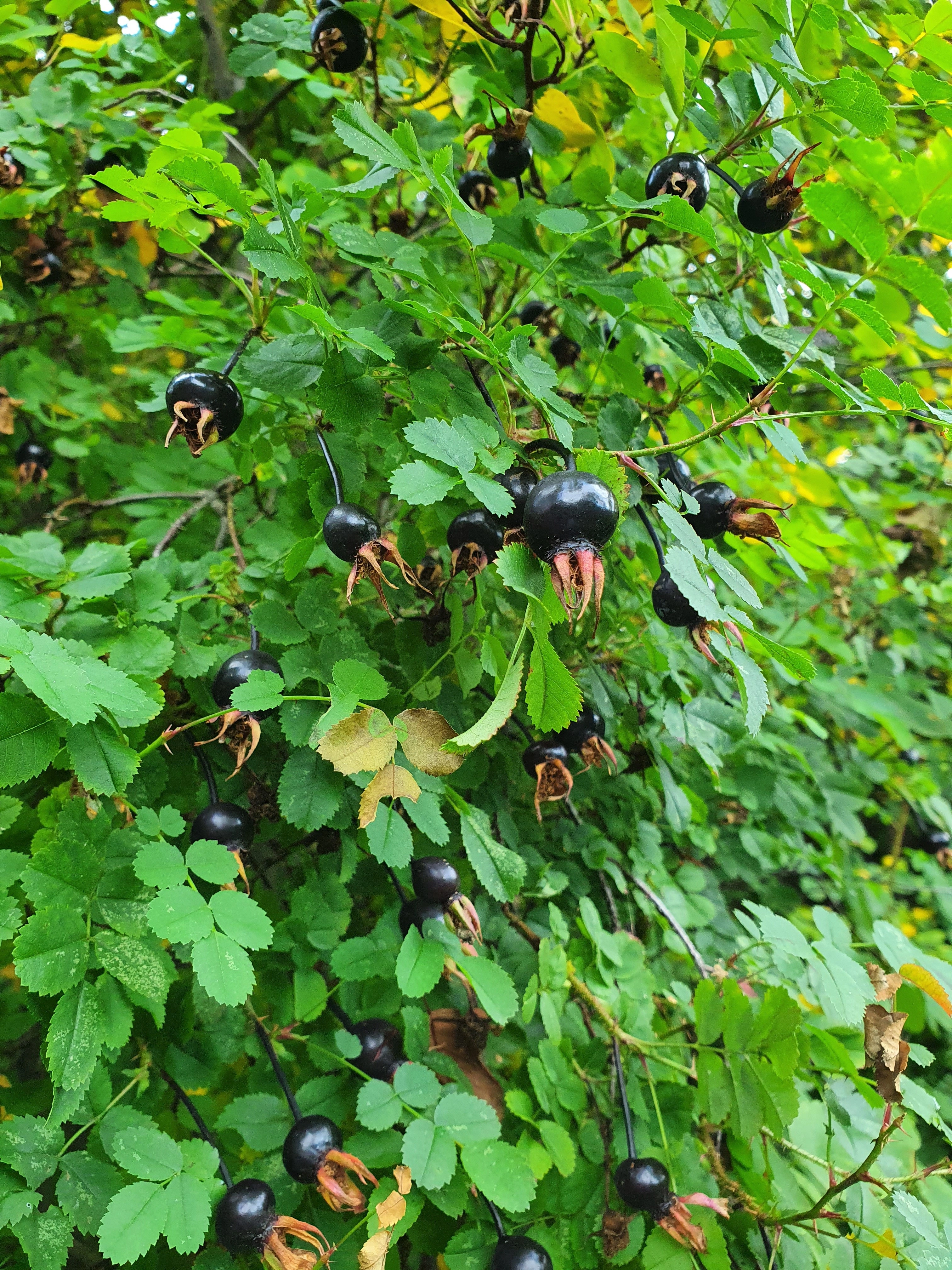 : Rosa spinosissima.