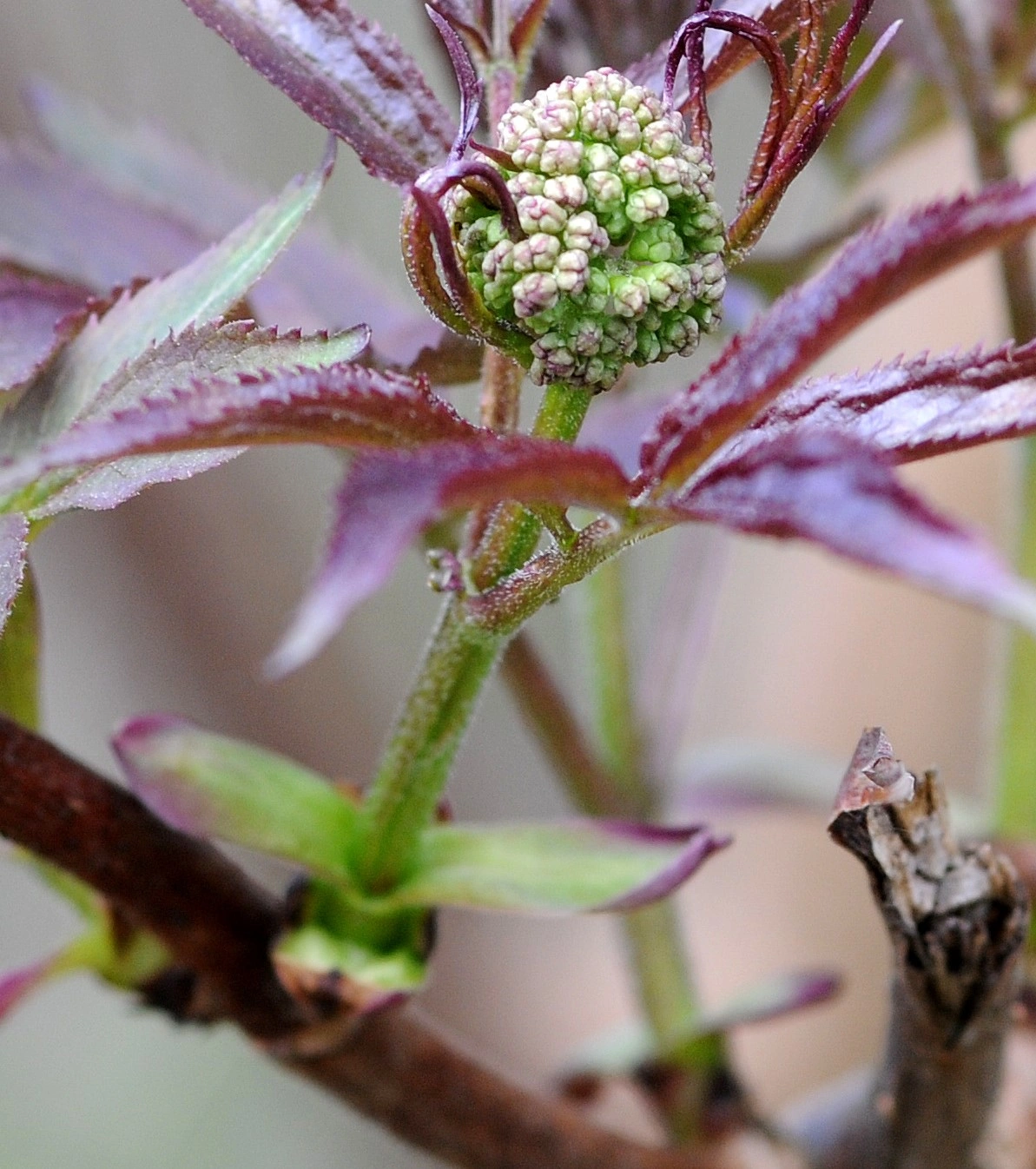 : Sambucus racemosa.