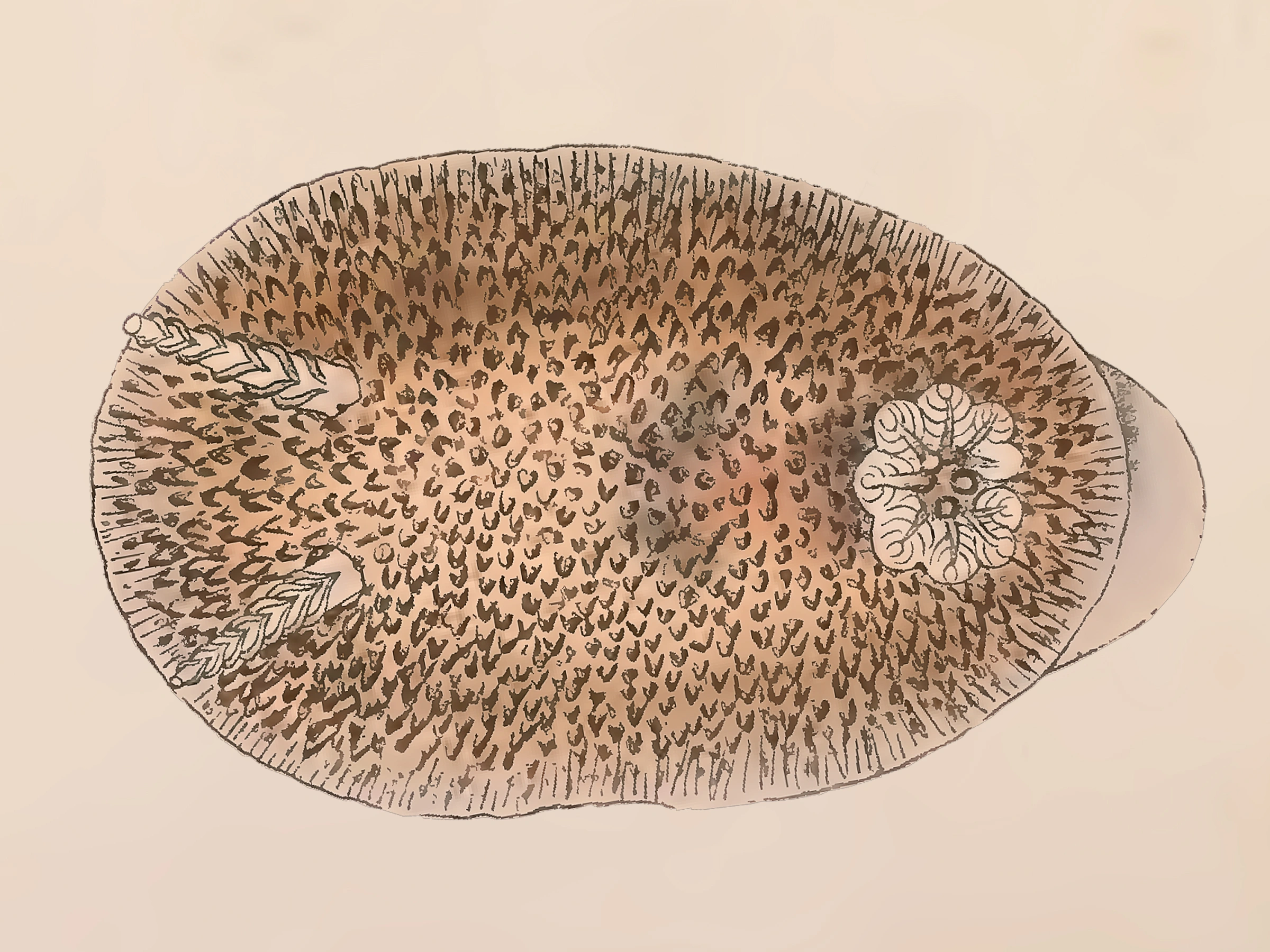 : Atalodoris pusilla.