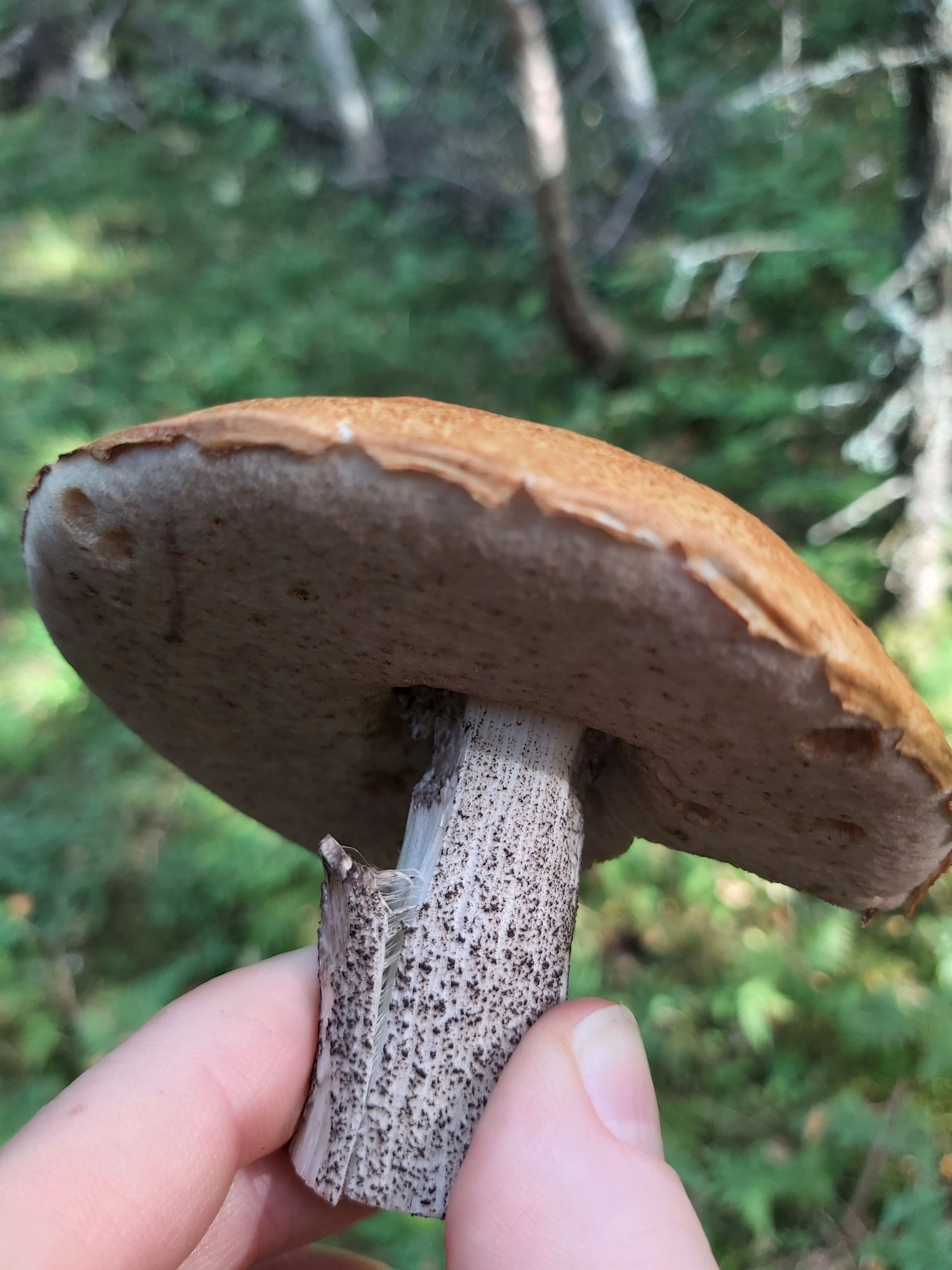 : Leccinum versipelle.