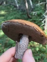 : Leccinum versipelle.