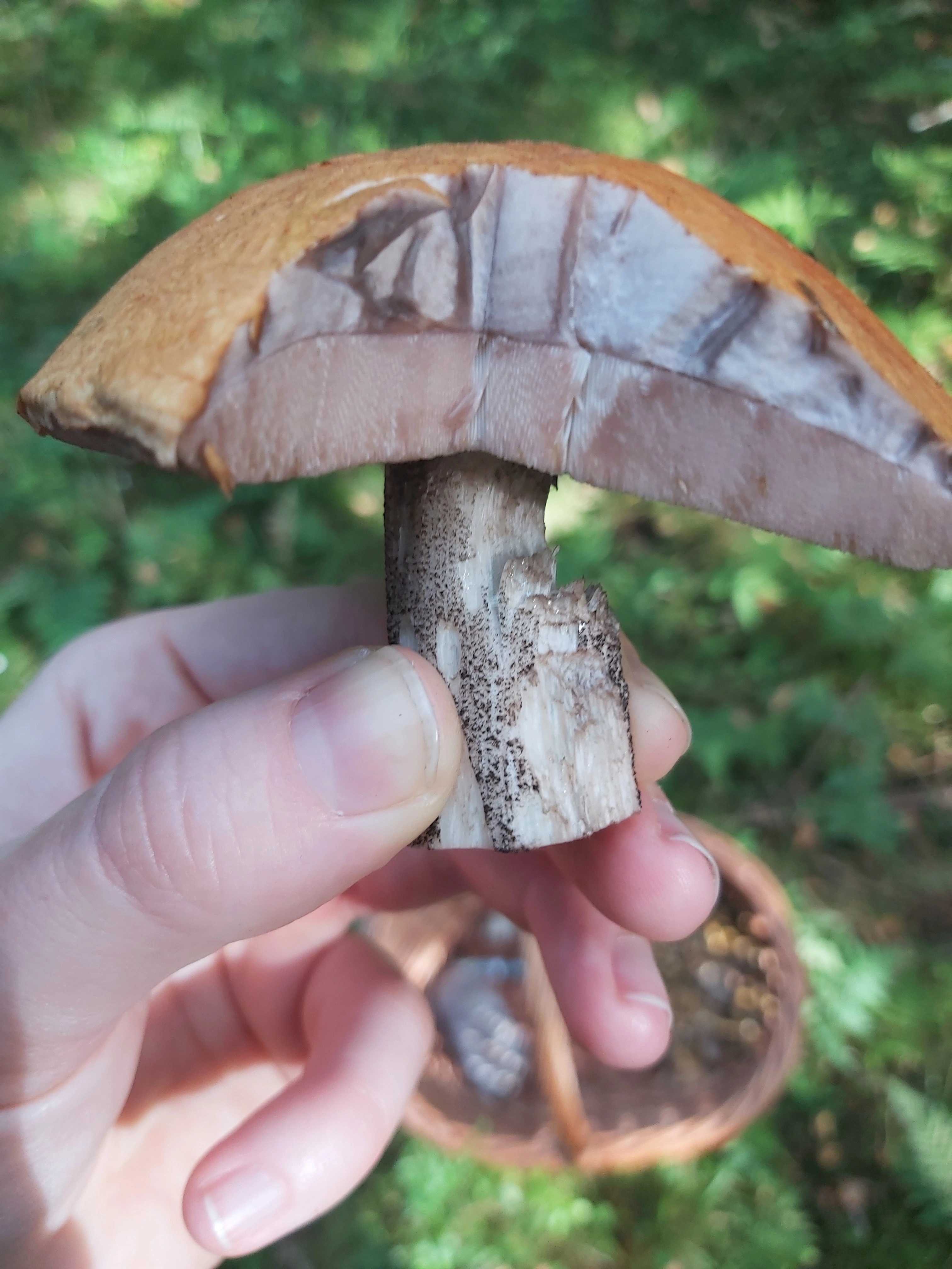 : Leccinum versipelle.