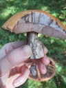 : Leccinum versipelle.