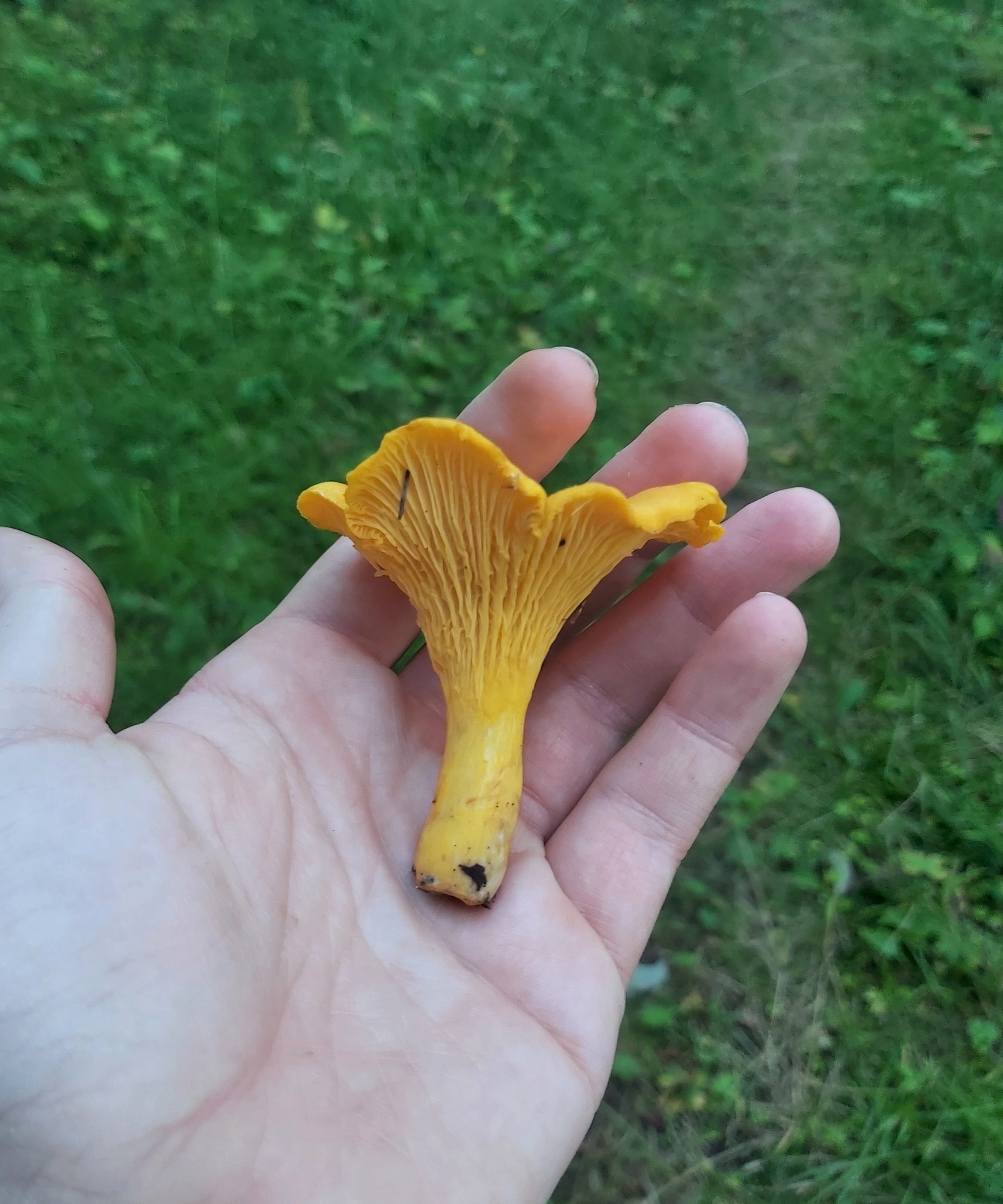 : Cantharellus cibarius.