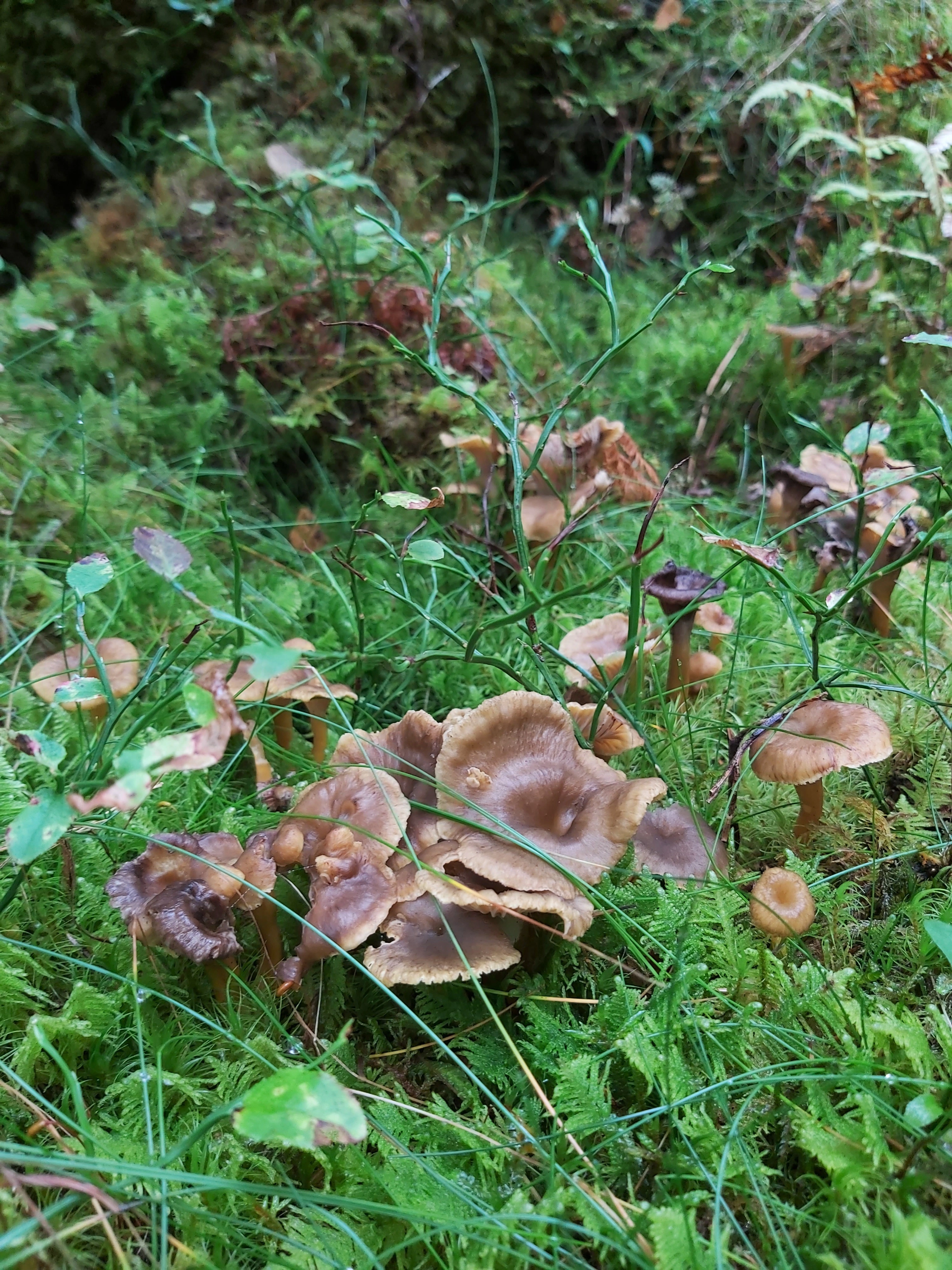 : Craterellus tubaeformis.