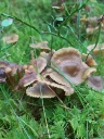 : Craterellus tubaeformis.