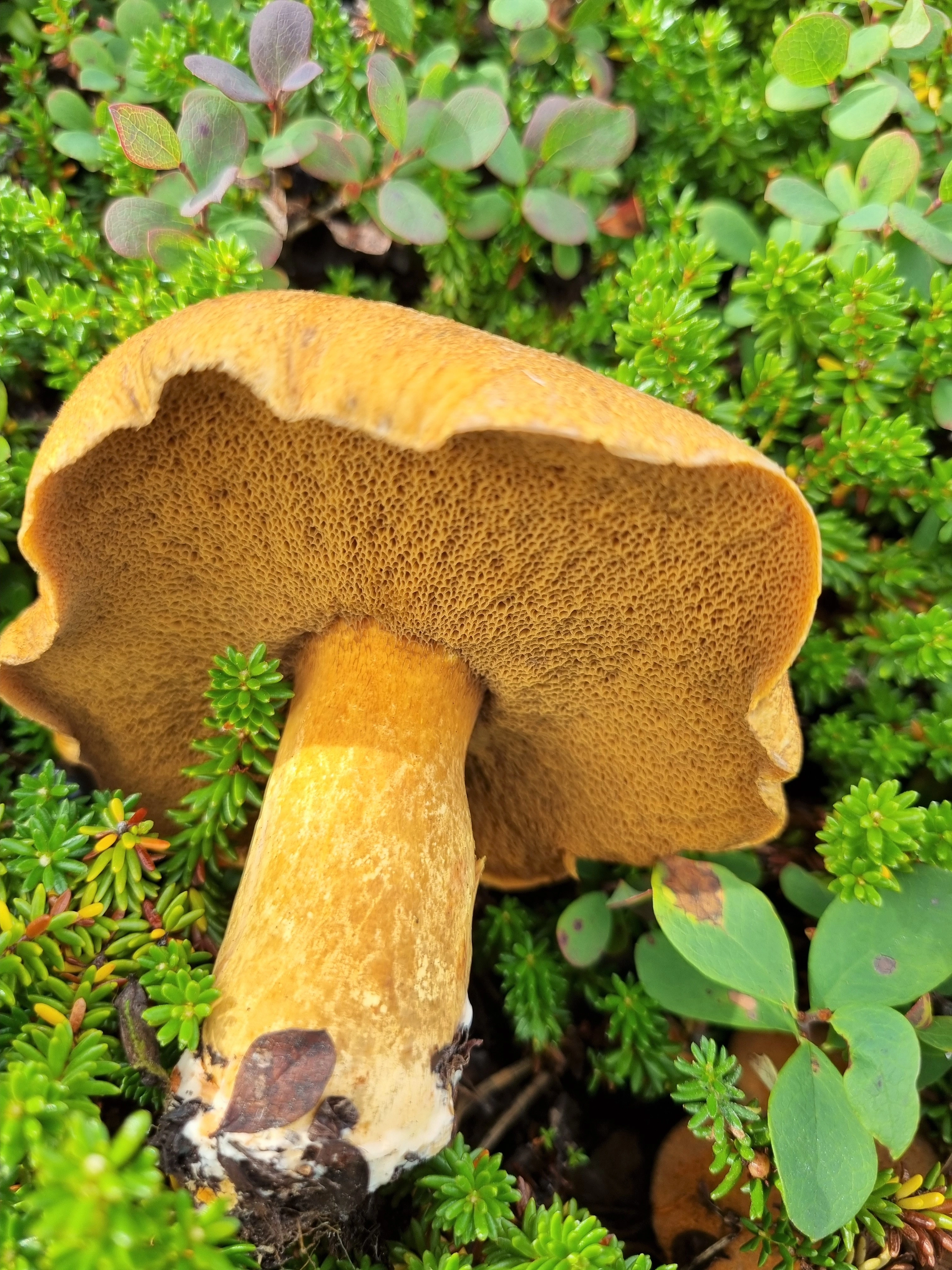 : Suillus variegatus.