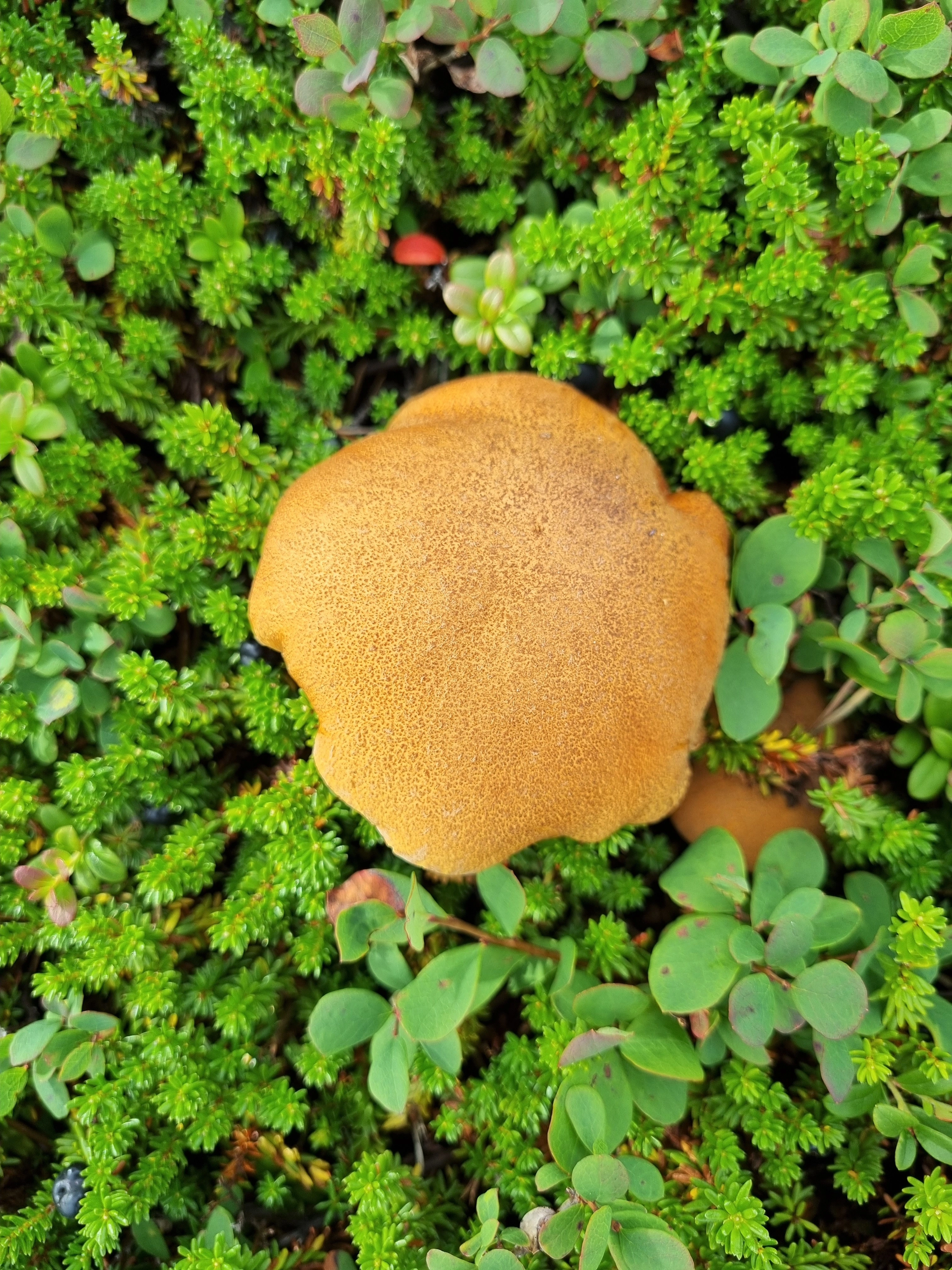 : Suillus variegatus.