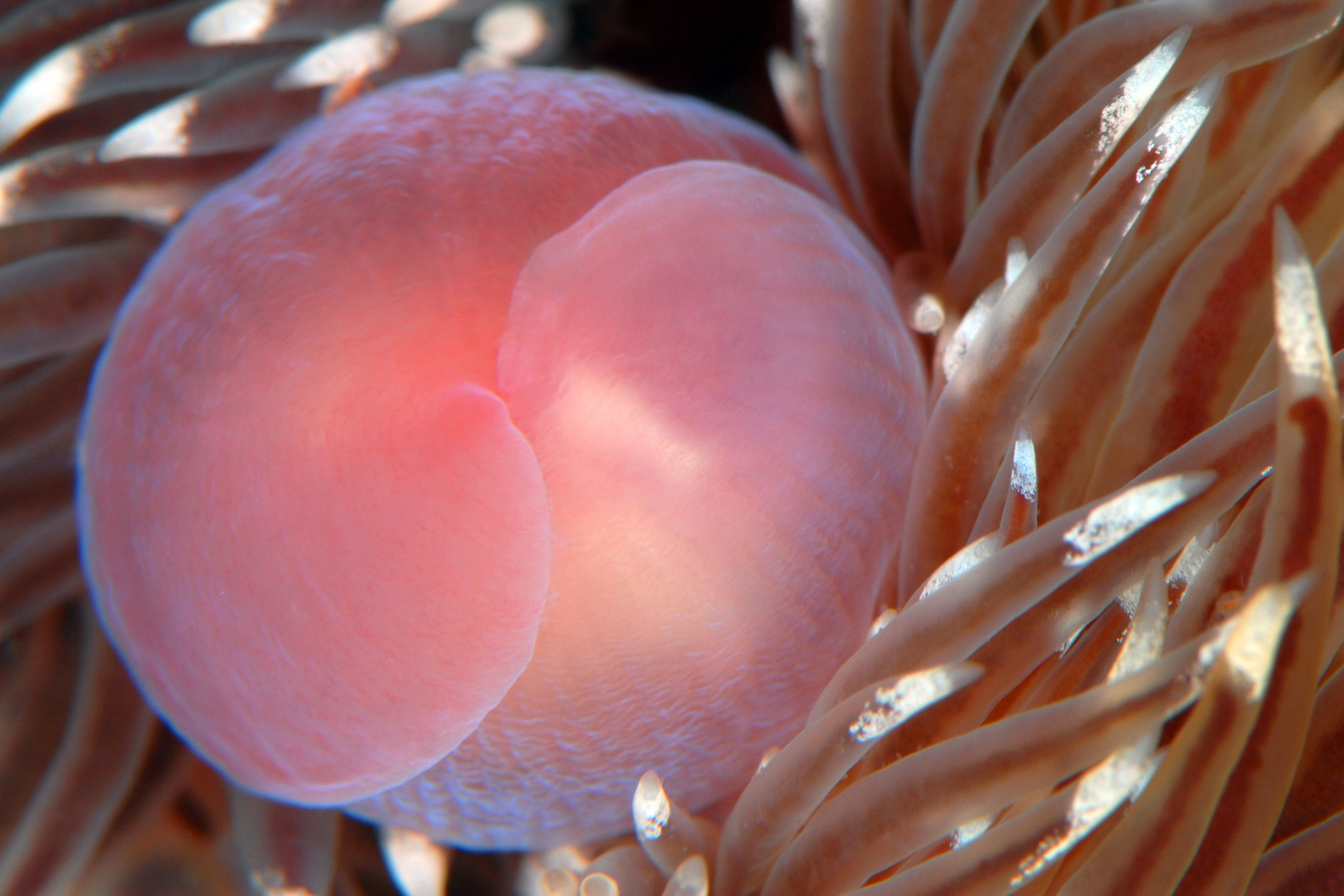 : Facelina bostoniensis.