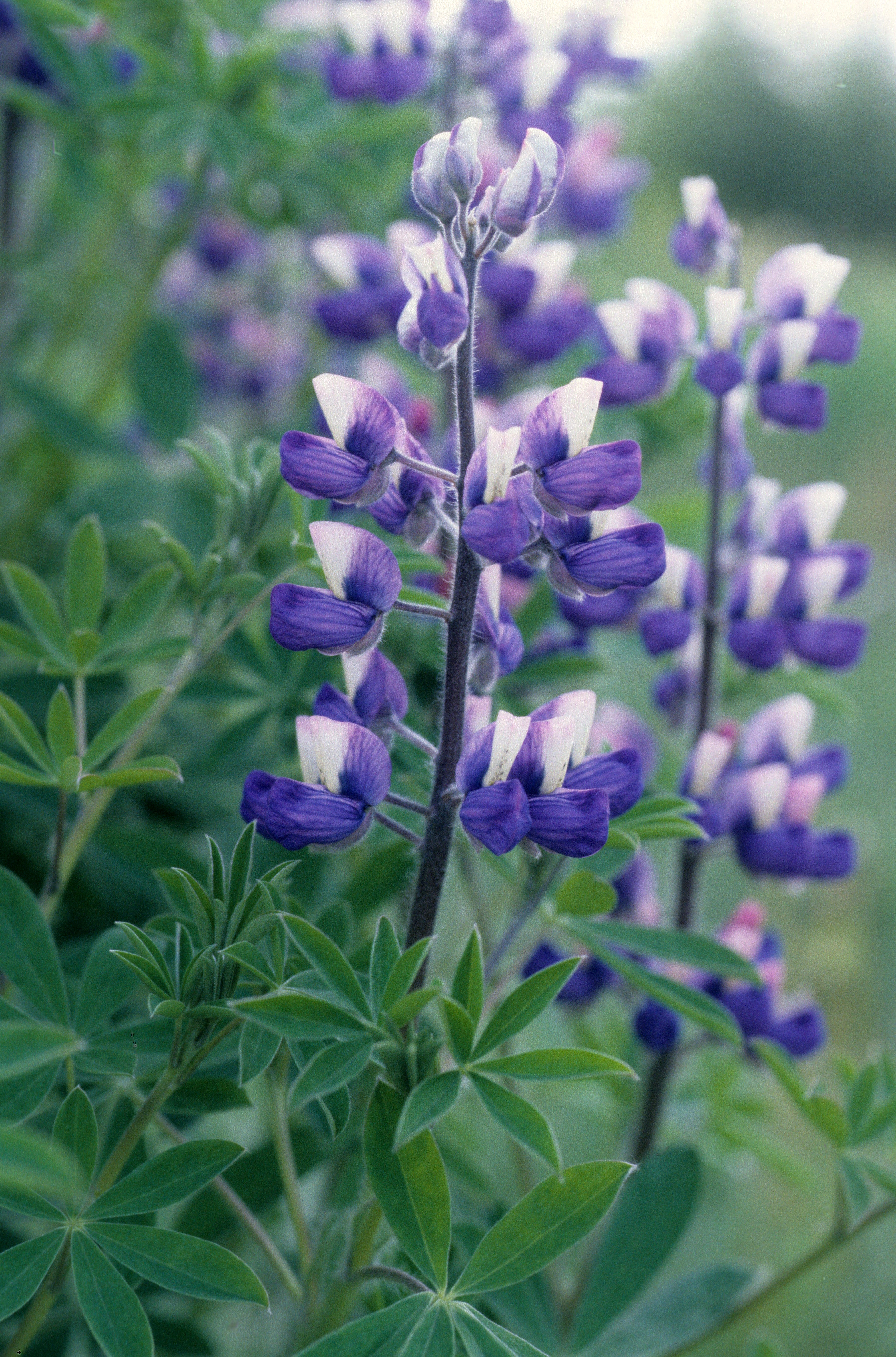 : Lupinus nootkatensis.