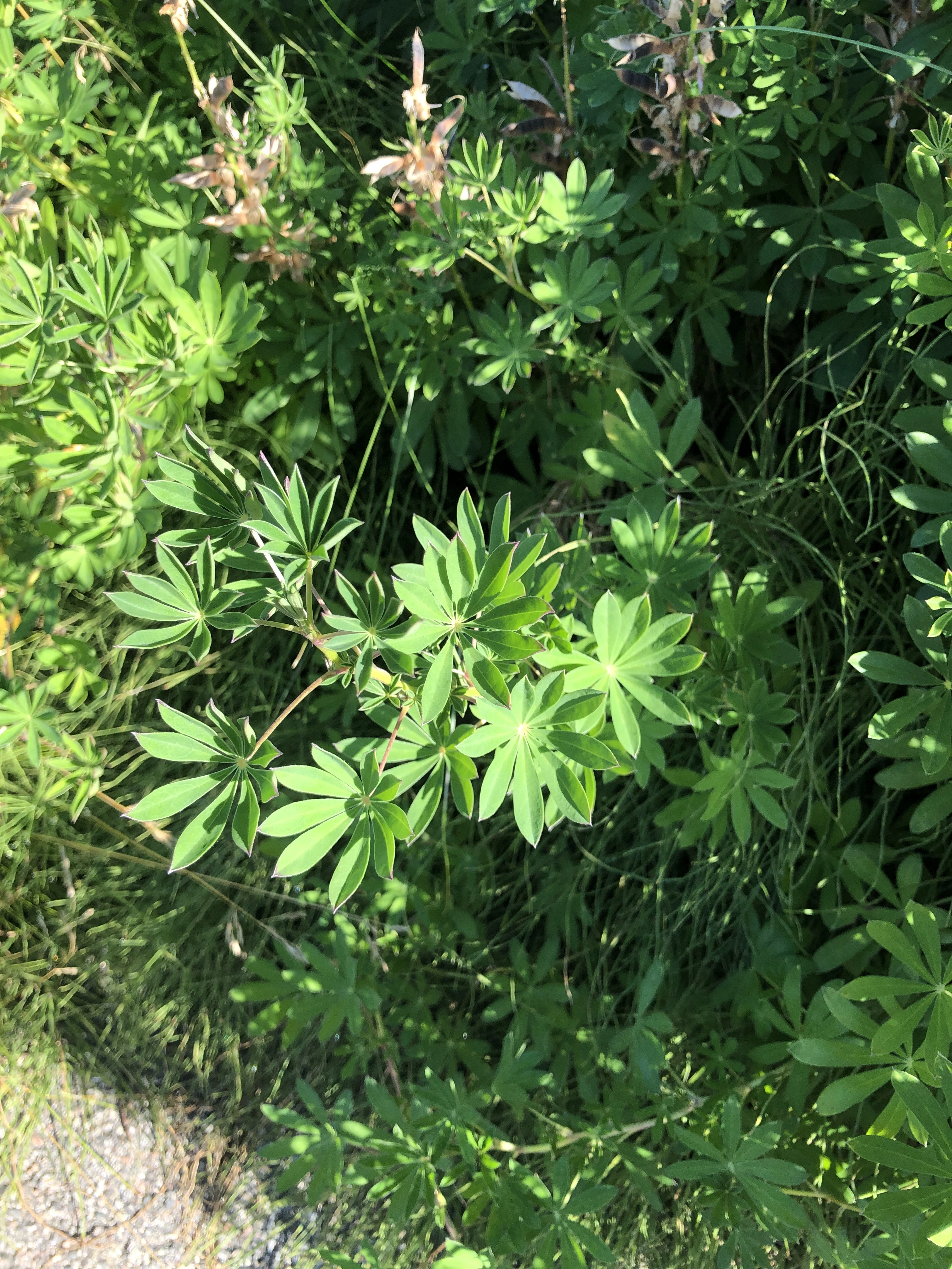 : Lupinus perennis.