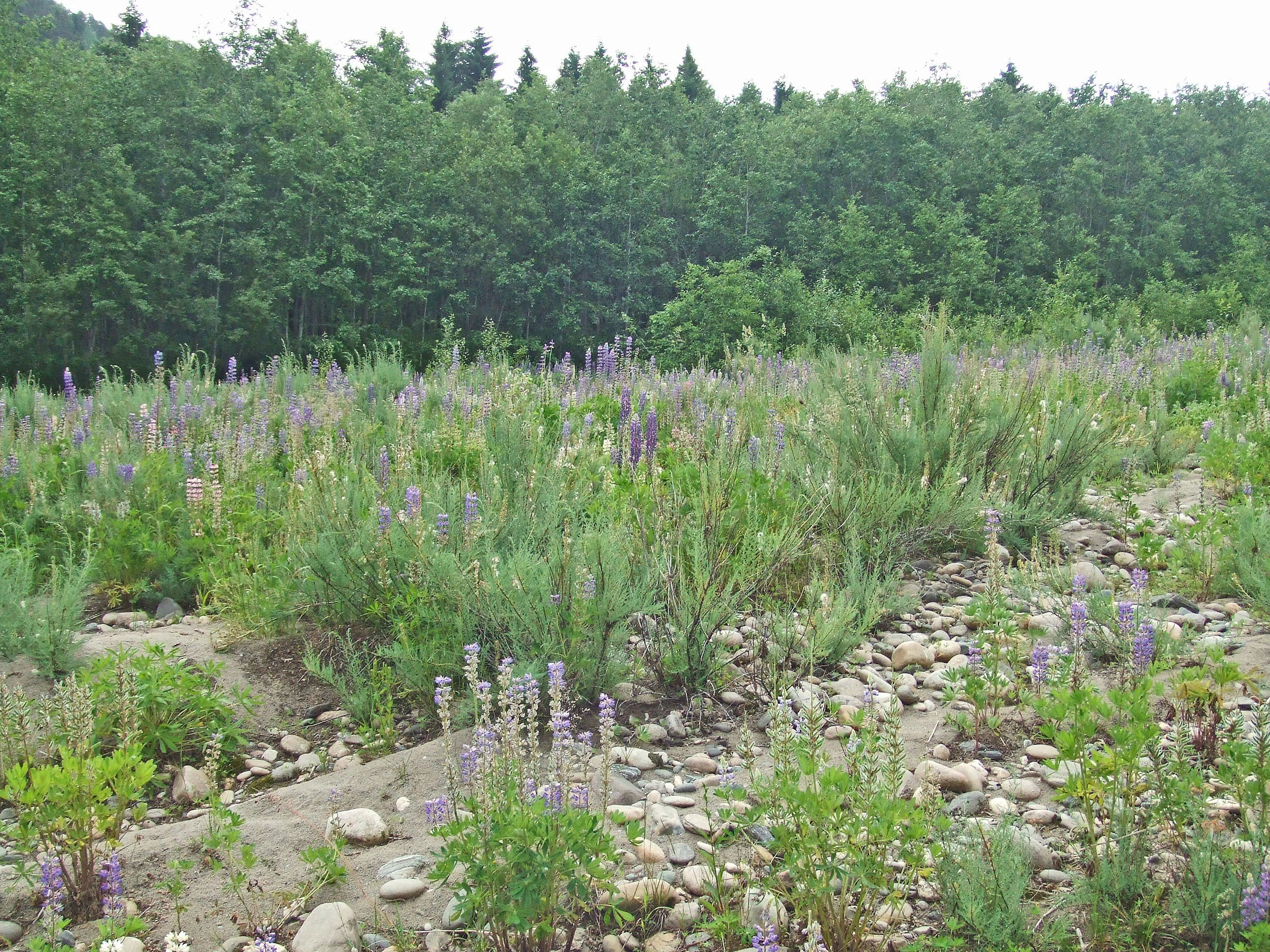 : Lupinus polyphyllus.